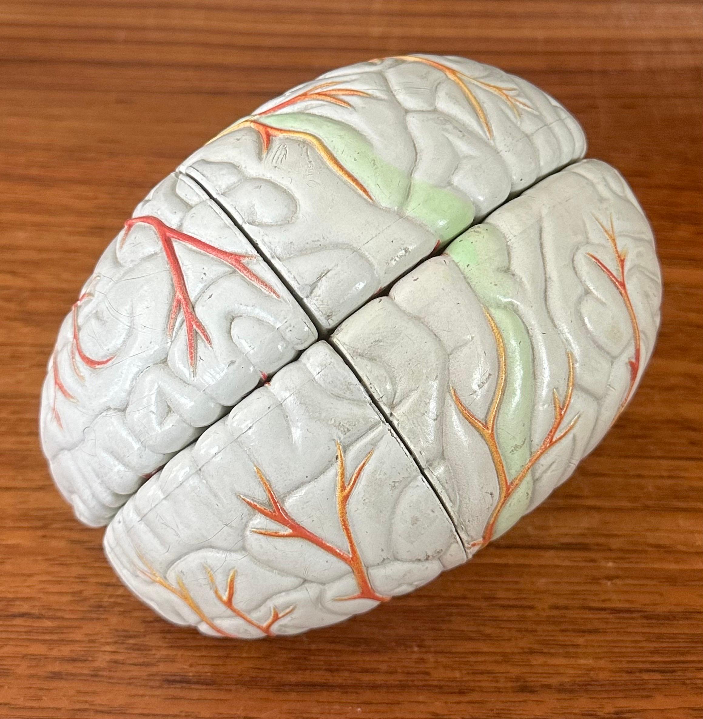 Modello di cervello farmaceutico contemporaneo con cranio in lucite in vendita 7
