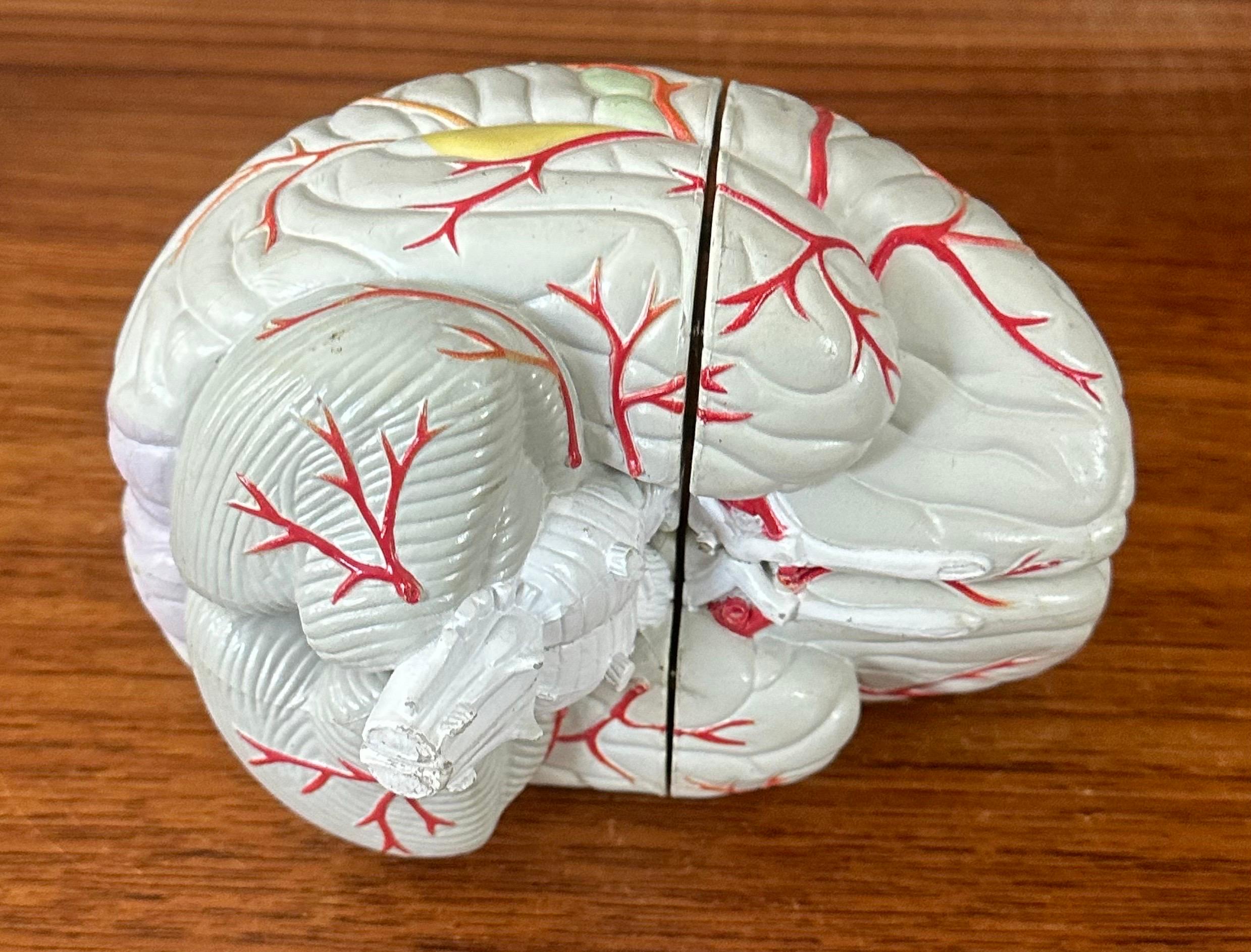 Modello di cervello farmaceutico contemporaneo con cranio in lucite in vendita 8