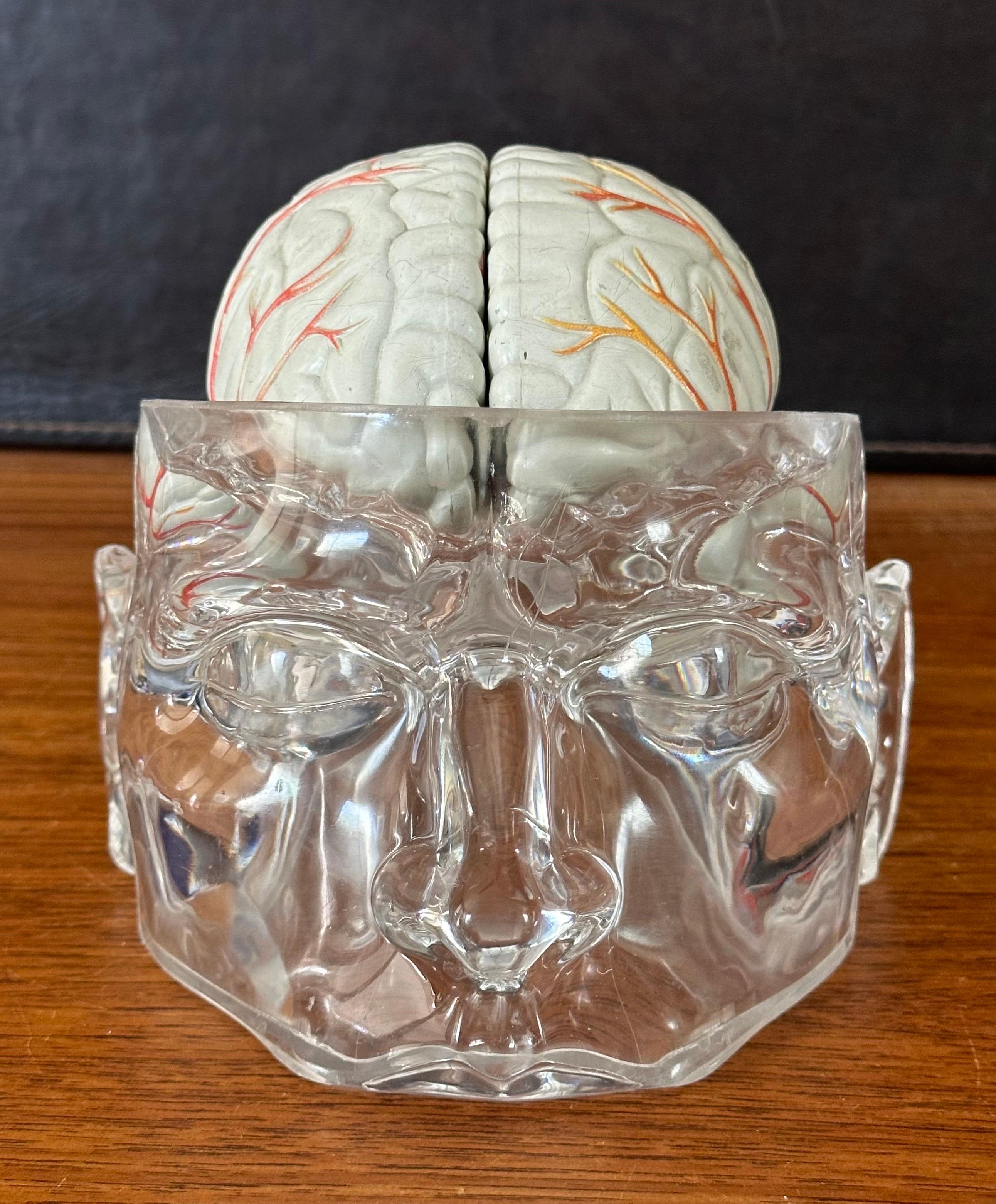 Modello di cervello farmaceutico contemporaneo con cranio in lucite in vendita 10