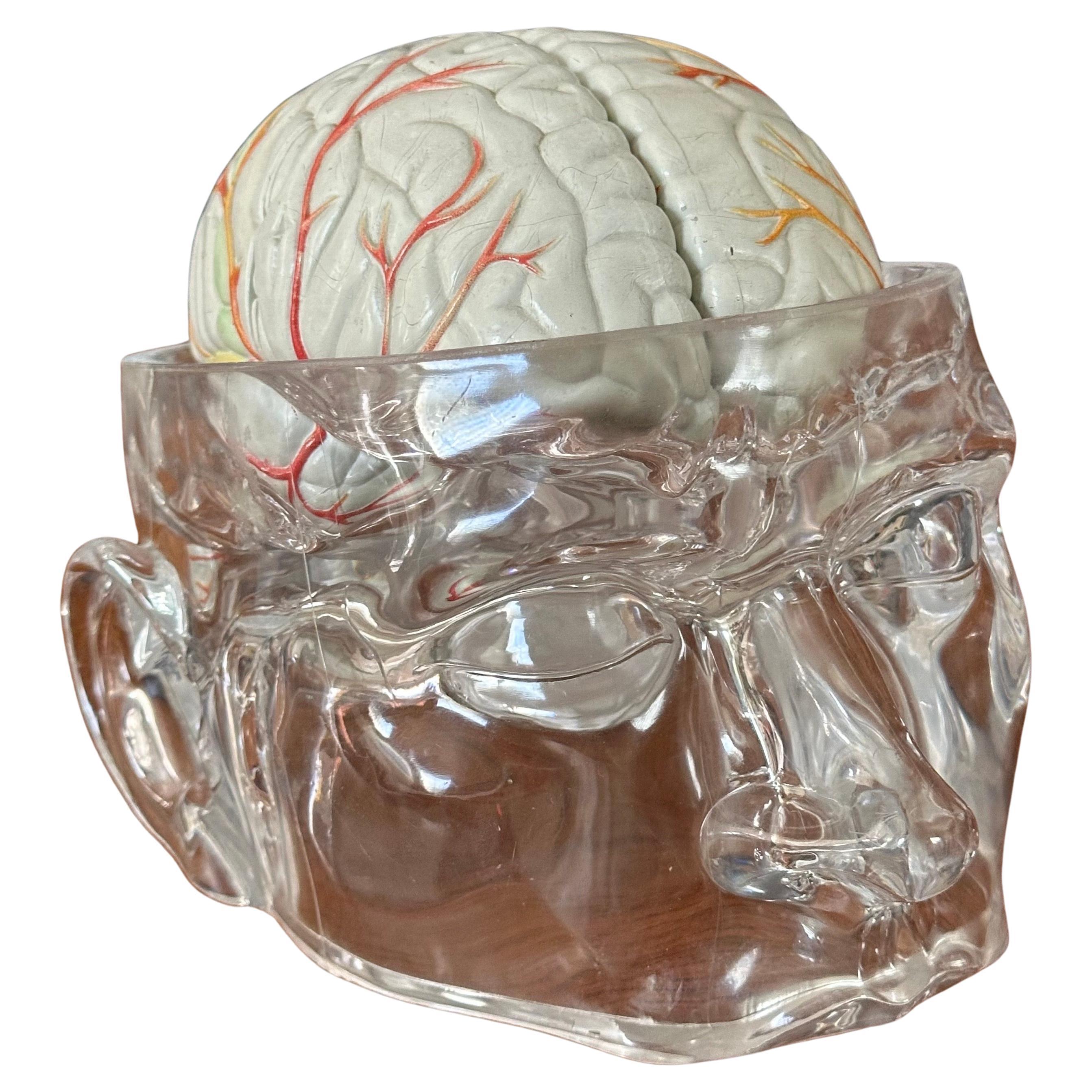 Modello di cervello farmaceutico contemporaneo con cranio in lucite in vendita 11