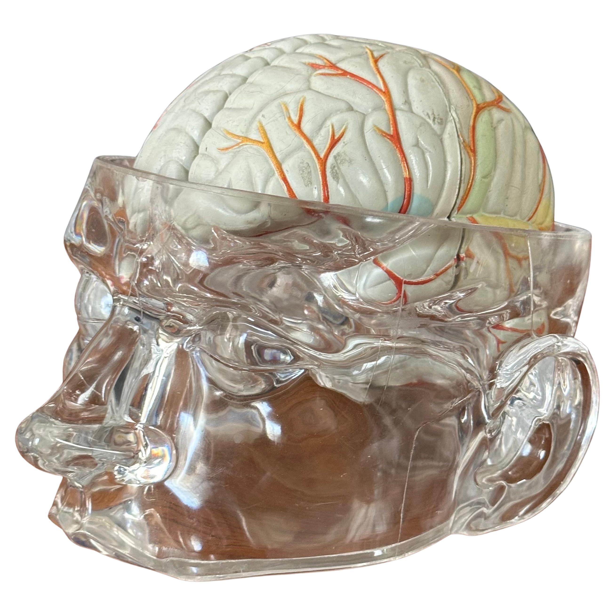 Un modello di cervello contemporaneo di un farmaco (Seroquel) in lucite, circa anni 2000. Il modello ha un teschio e un volto in lucite che ospita una briaca in plastica vinilica stampata in quattro pezzi e non infrangibile, collegata da perni in