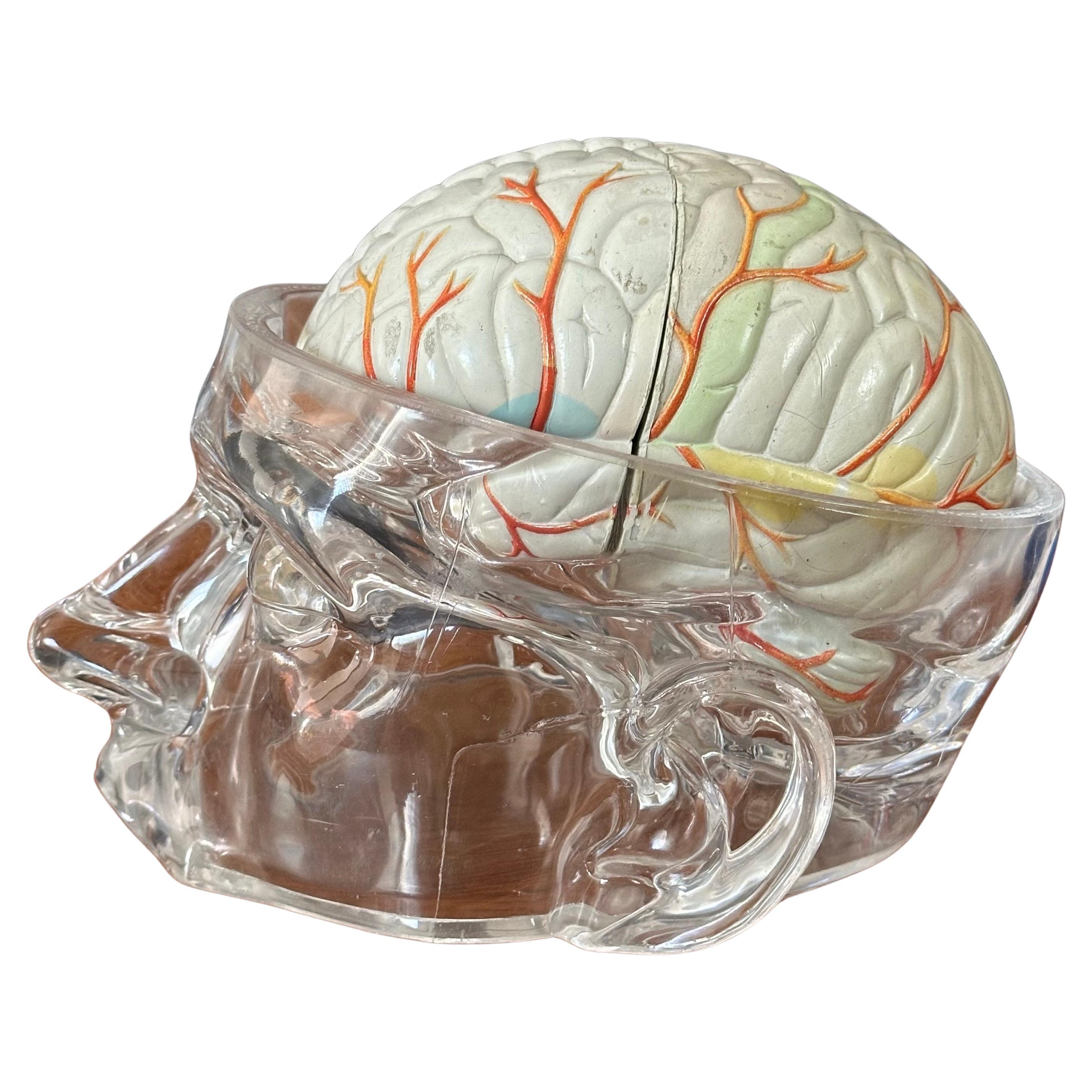 Americano Modello di cervello farmaceutico contemporaneo con cranio in lucite in vendita