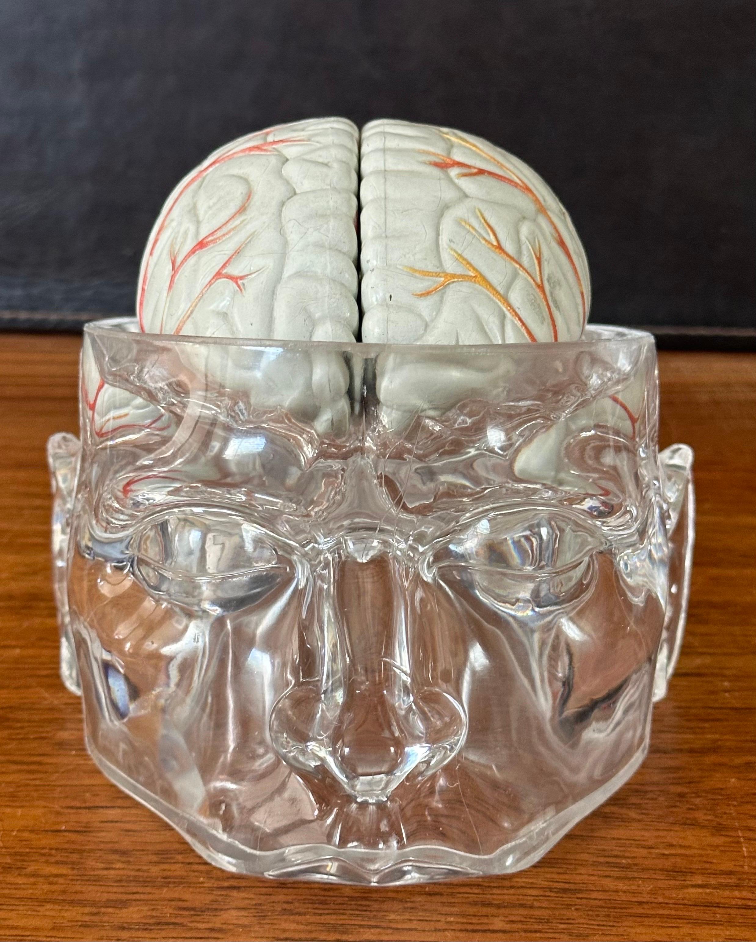 Plastica Modello di cervello farmaceutico contemporaneo con cranio in lucite in vendita