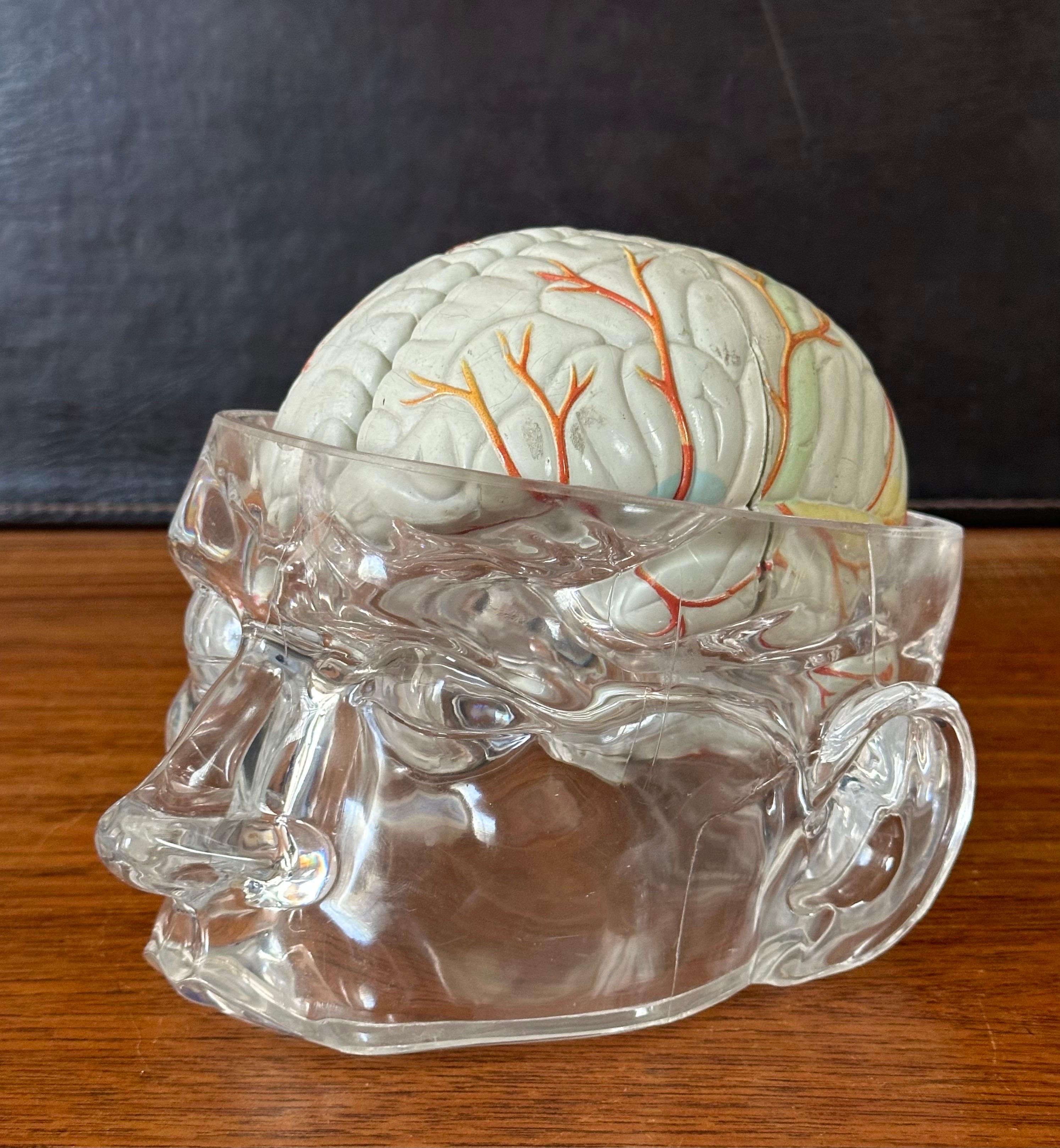 Modello di cervello farmaceutico contemporaneo con cranio in lucite in vendita 1