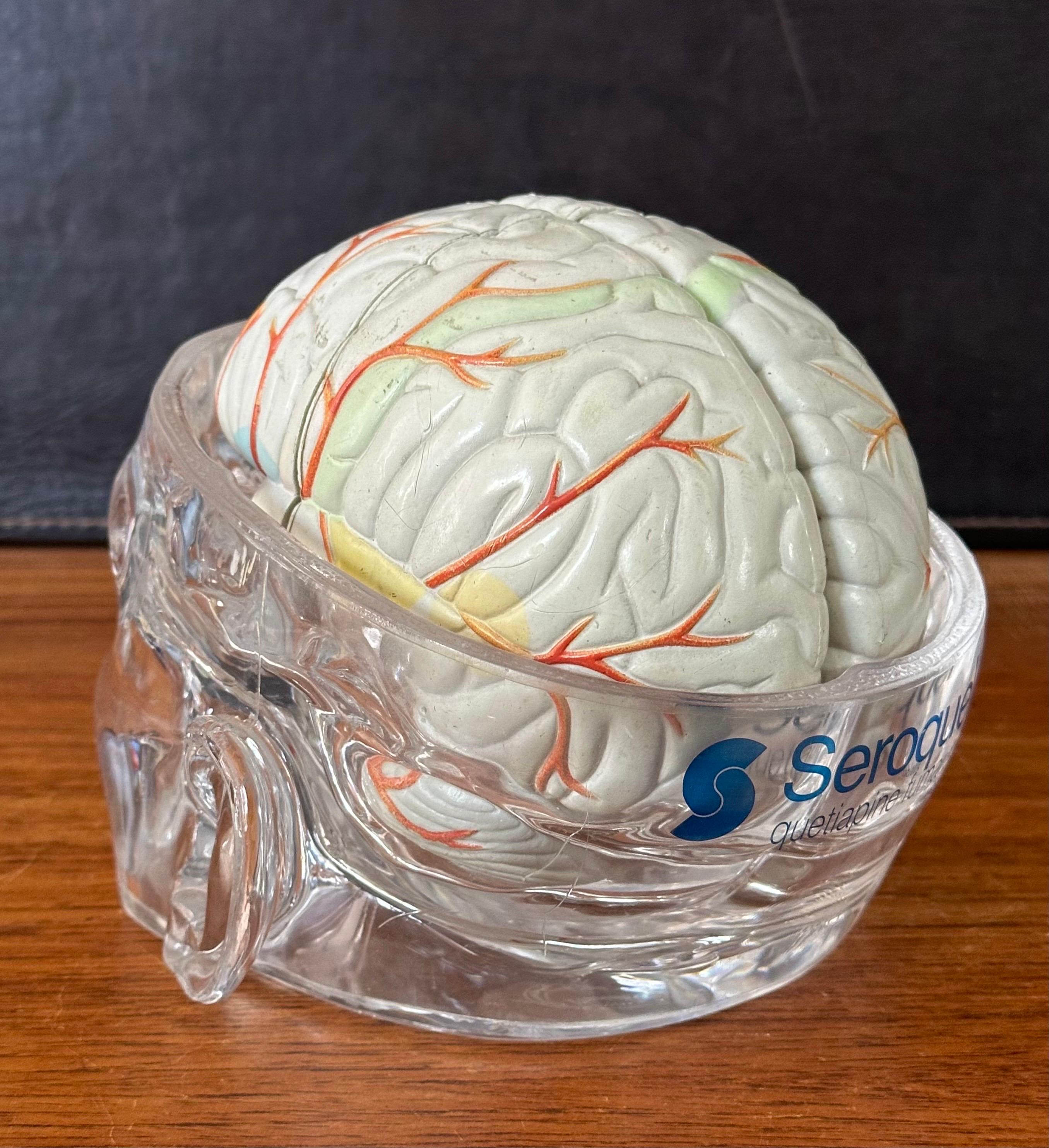 Modello di cervello farmaceutico contemporaneo con cranio in lucite in vendita 2
