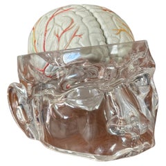 Modèle pharmaceutique contemporain de cerveau dans un crâne en Lucite