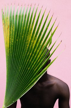 Contemporary photograph Untitled Palm Frond by Lakin Ogunbanwo