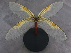 Contemporary Side Table with Glass Table-Top and Wooden Table Leg