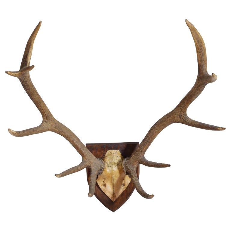 Continental Red Deer Horn Mount, Early 20th Century at 1stDibs