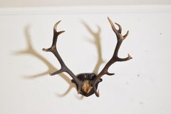 Continental Red Deer Mount, Early 20th Century