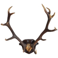 Continental Red Deer Mount, Early 20th Century