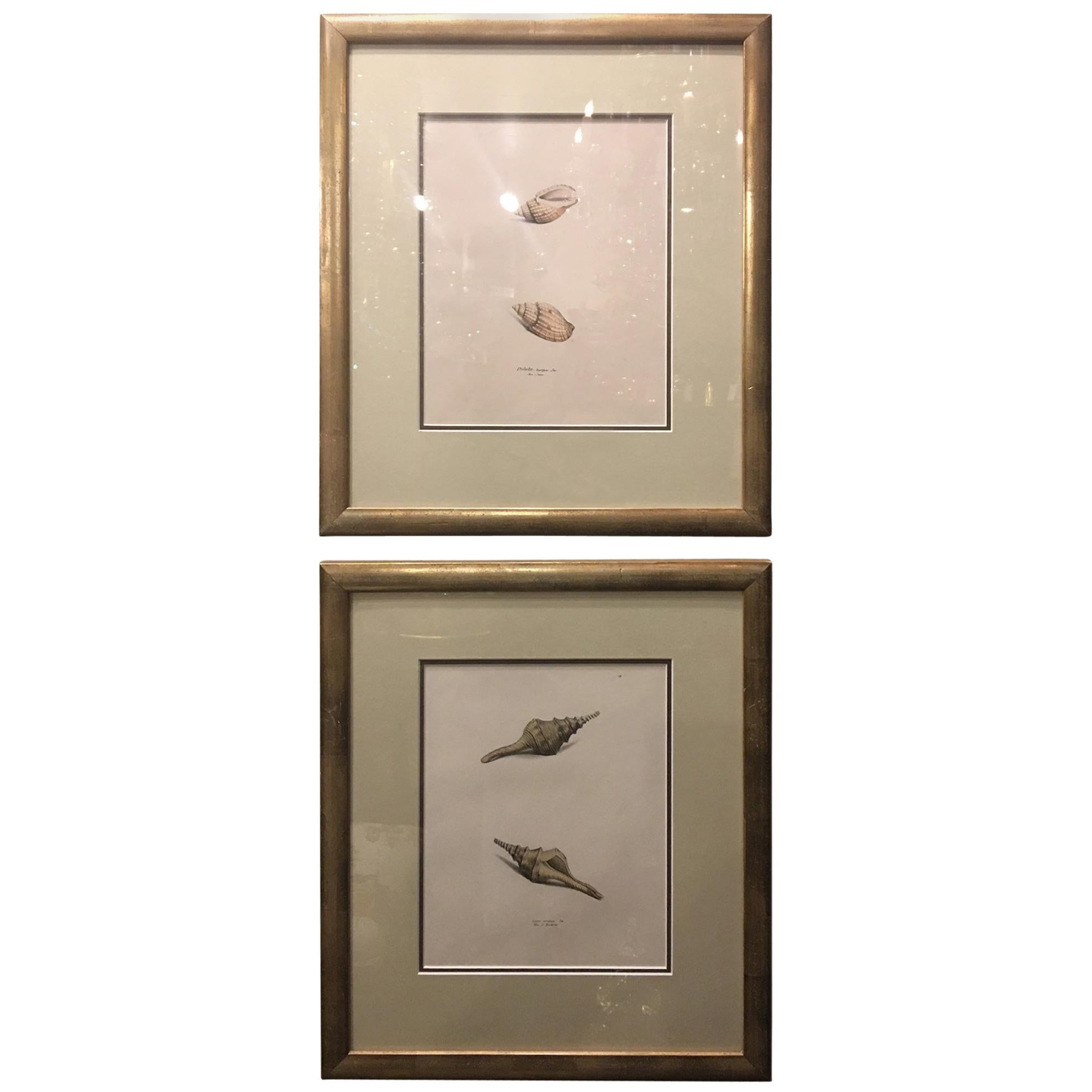 Continental School "Seashells", Pair of Hand-Colored Lithographs, 19th Century