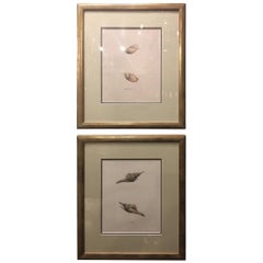 Continental School "Seashells", Pair of Hand-Colored Lithographs, 19th Century