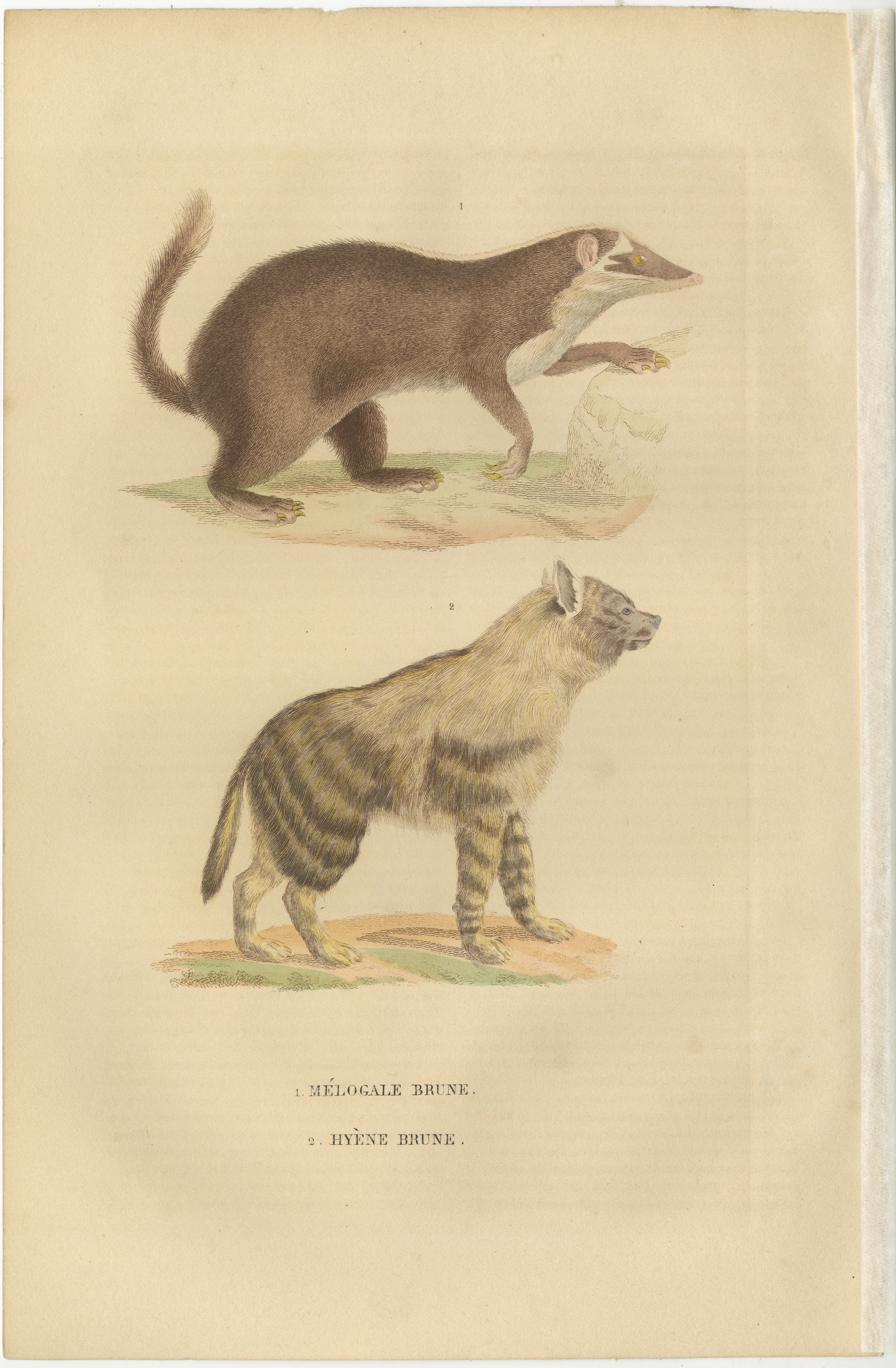 This engraving showcases two distinct animals:

1. **Meilogale Brune** - This is likely the brown-tailed mongoose (Meilogale moschata), recognizable by its elongated body, short legs, and distinctive brown and white facial markings. Its tail is
