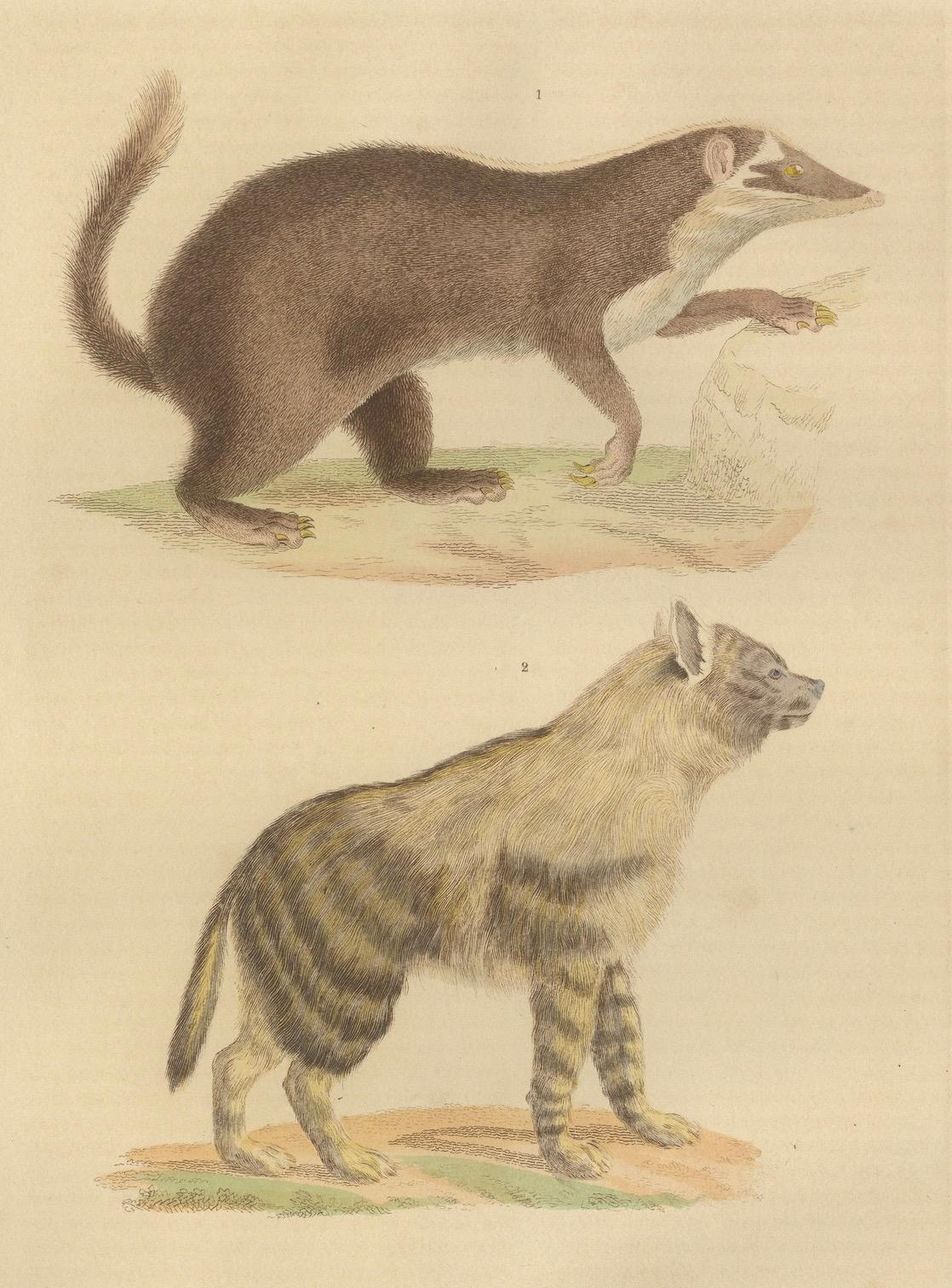 brown-tailed mongoose