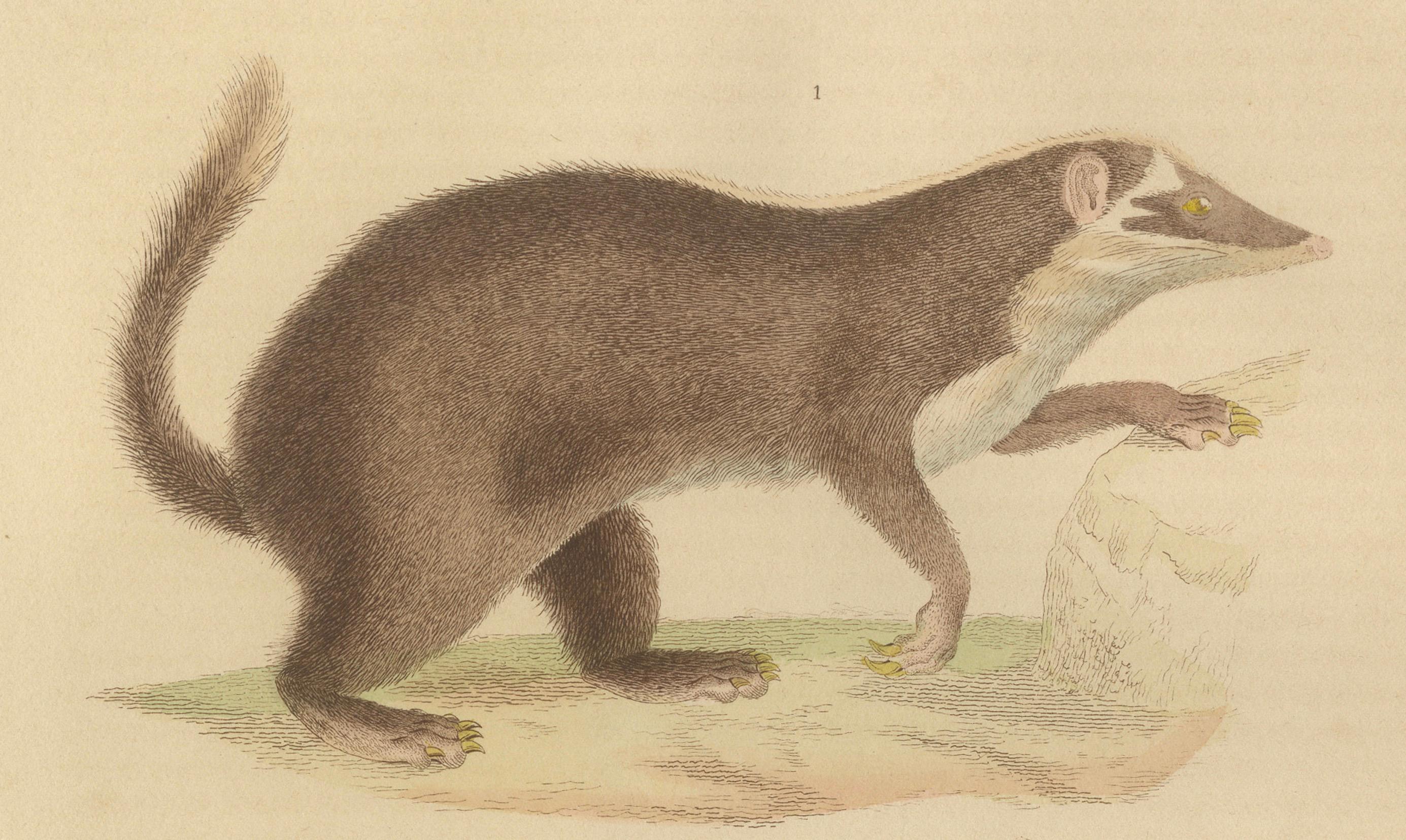 brown and white mongoose