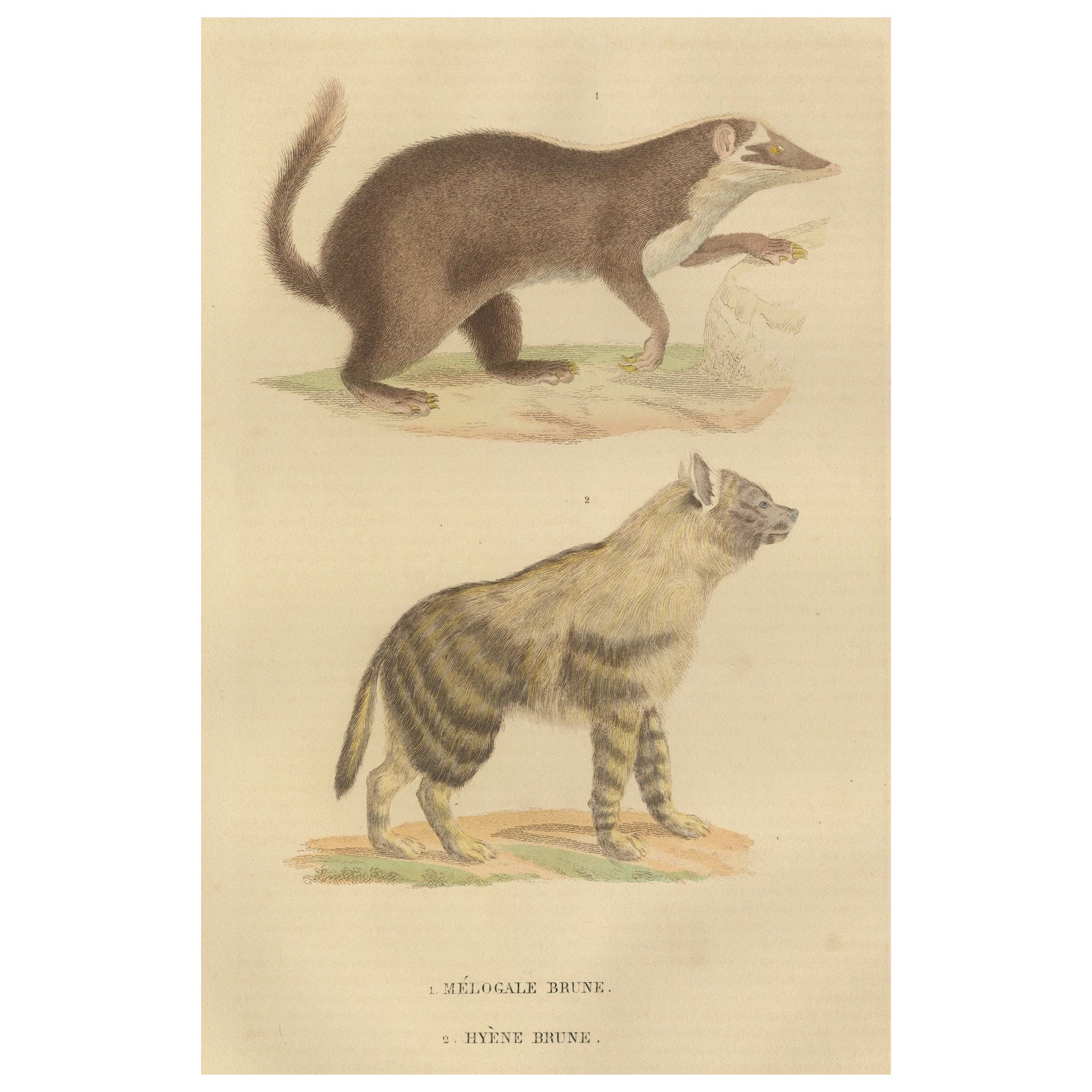 Kontraste bei Säugetieren: The Brown-Tailed Mongoose und die Brown Hyena, 1845 im Angebot