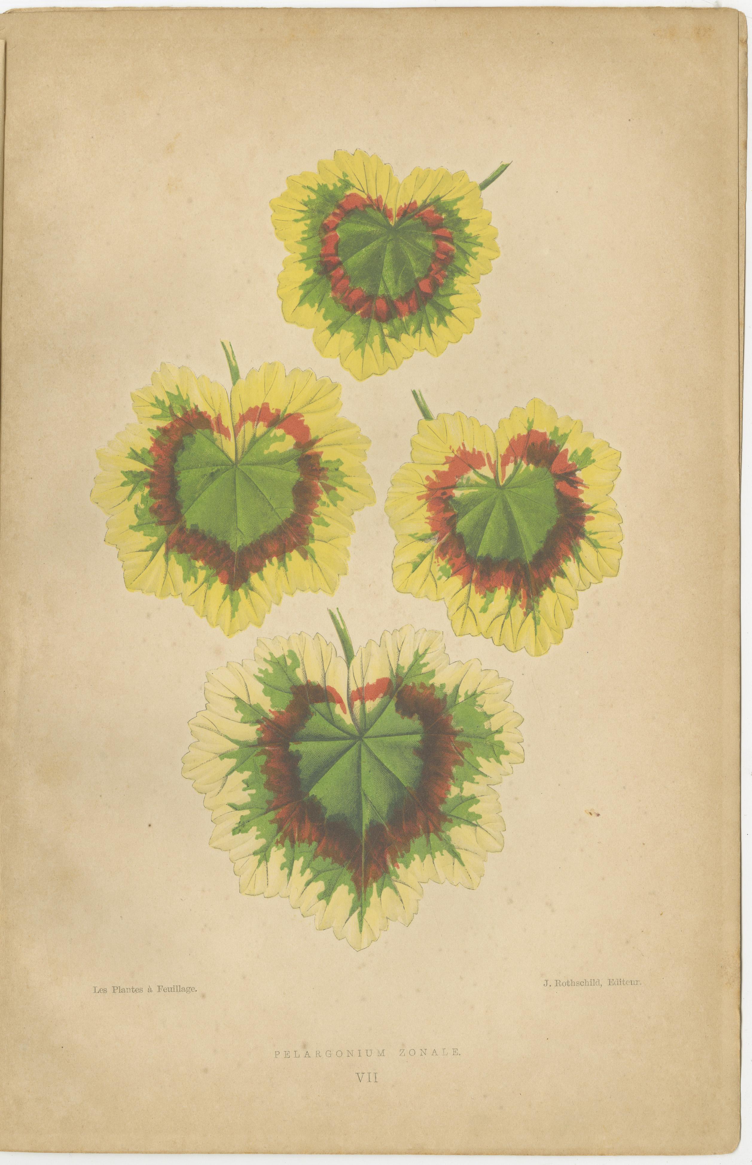The image shows two botanical prints from 