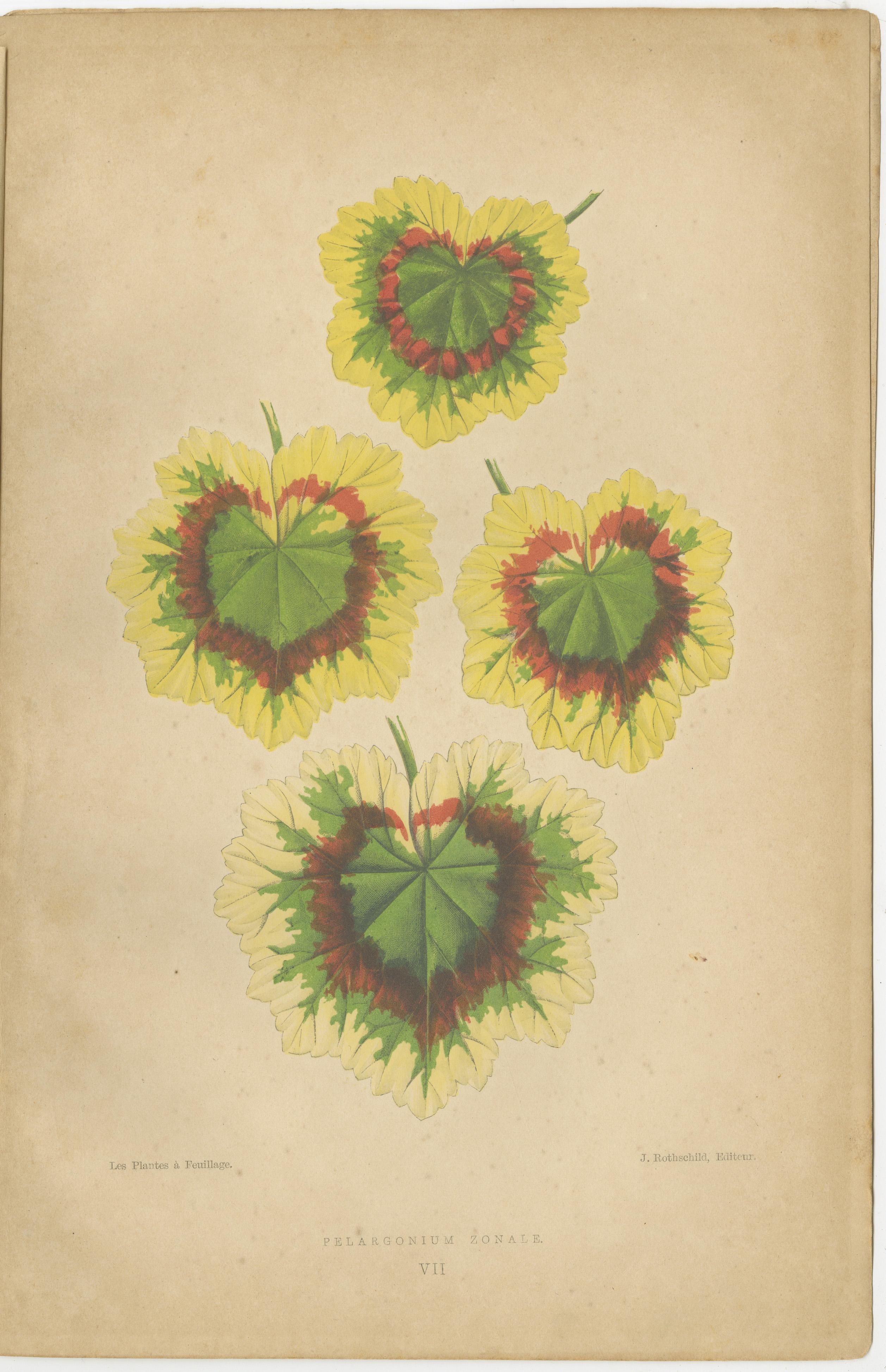 L'immagine mostra due stampe botaniche tratte da 