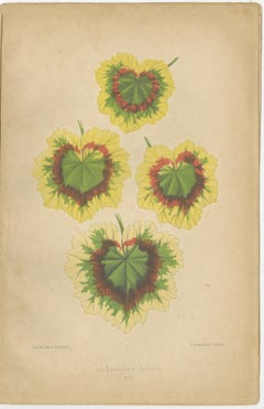 Contrasts in Nature: Pelargonium and Brassica - Botanical Art from 1880