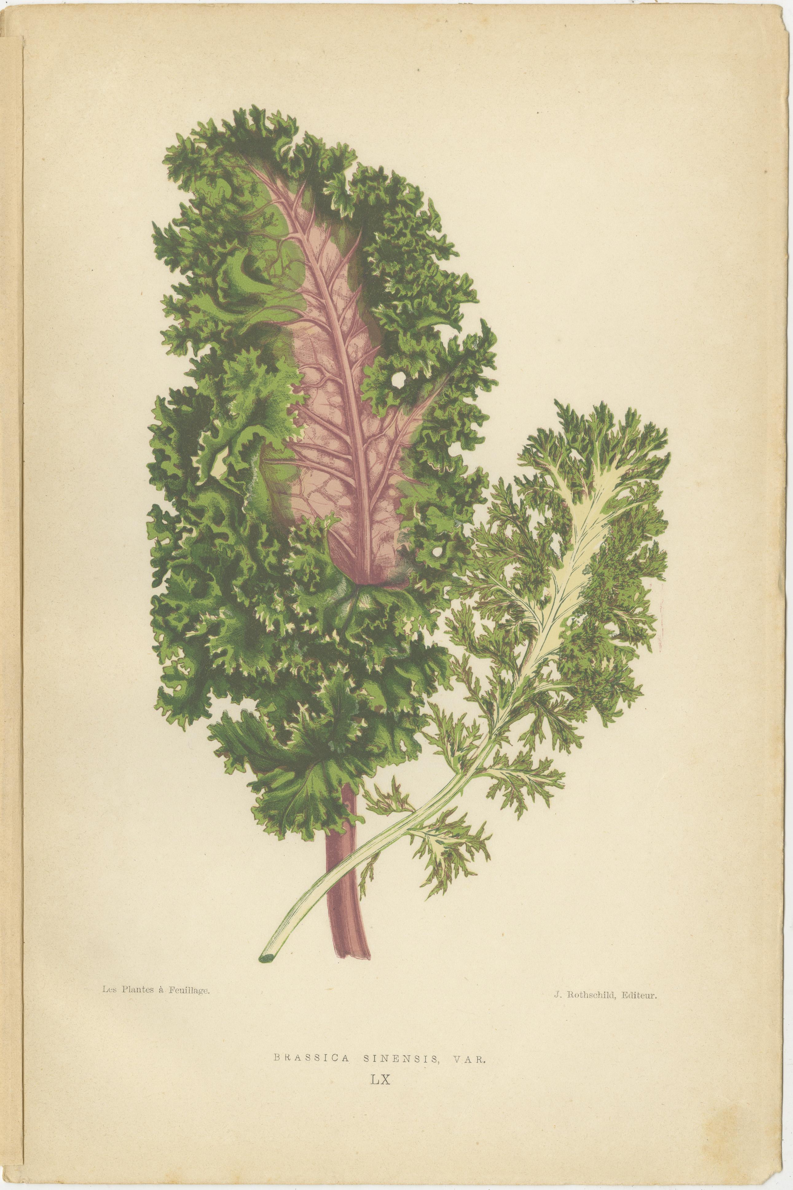 Contrastes dans la Nature : Pelargonium et Brassica - Art botanique de 1880 Bon état - En vente à Langweer, NL