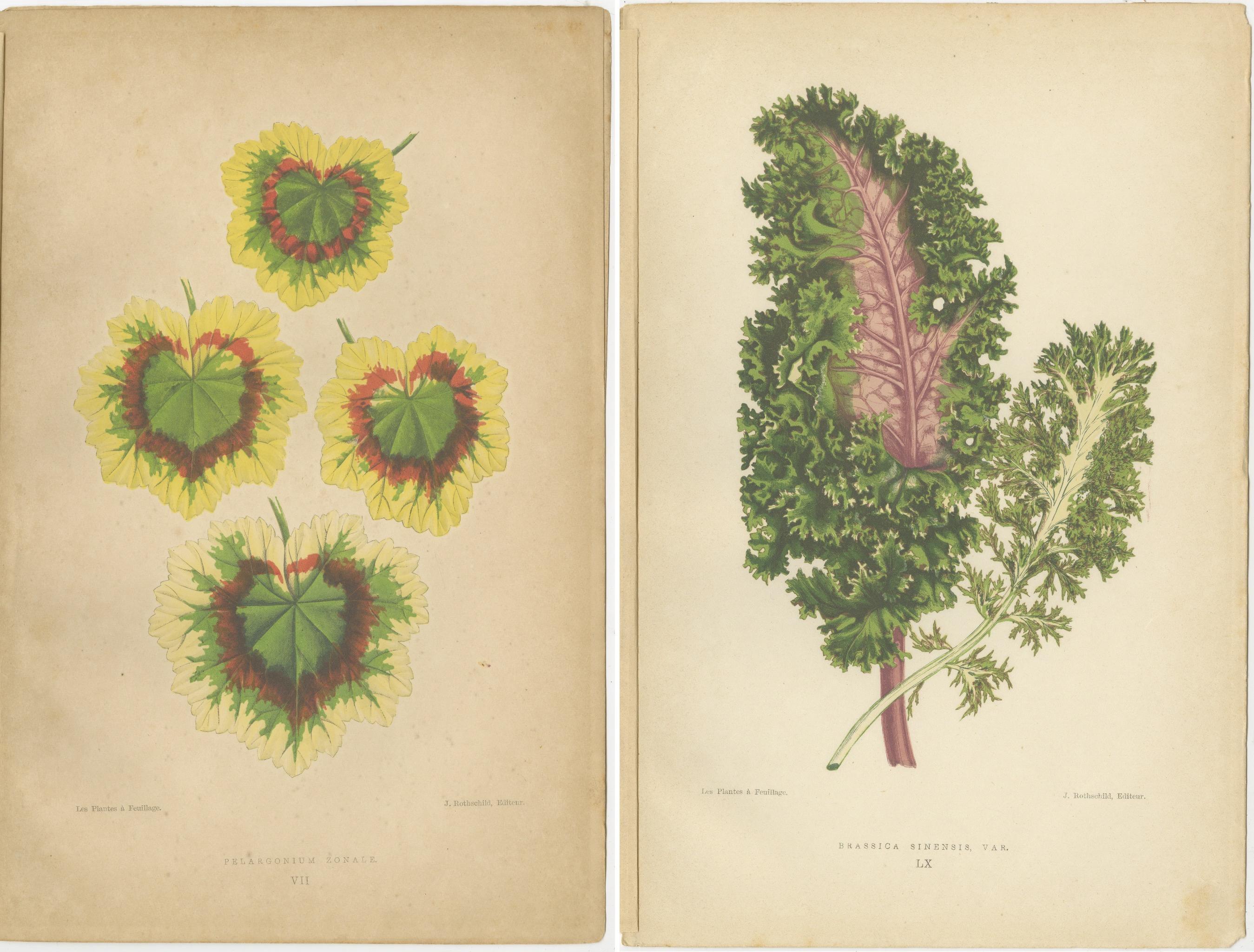 Fin du XIXe siècle Contrastes dans la Nature : Pelargonium et Brassica - Art botanique de 1880 en vente