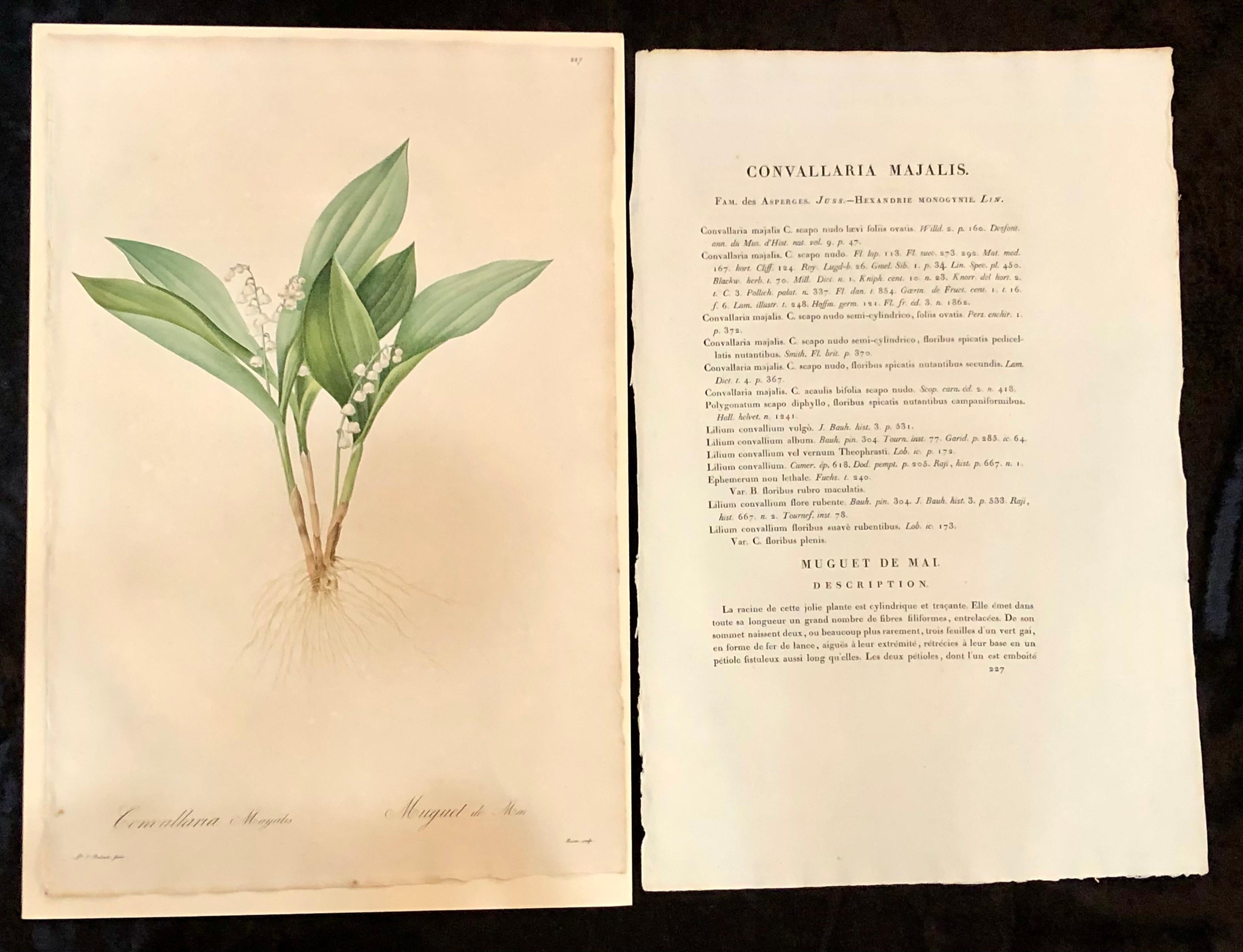 Convallaria Majalis hand colored engraving signed P. J. Redoute. One signed and numbered of a set of large and impressive well painted set of nine floral works each having history and literature on reverse.
The highest peak of Redoute's artistic