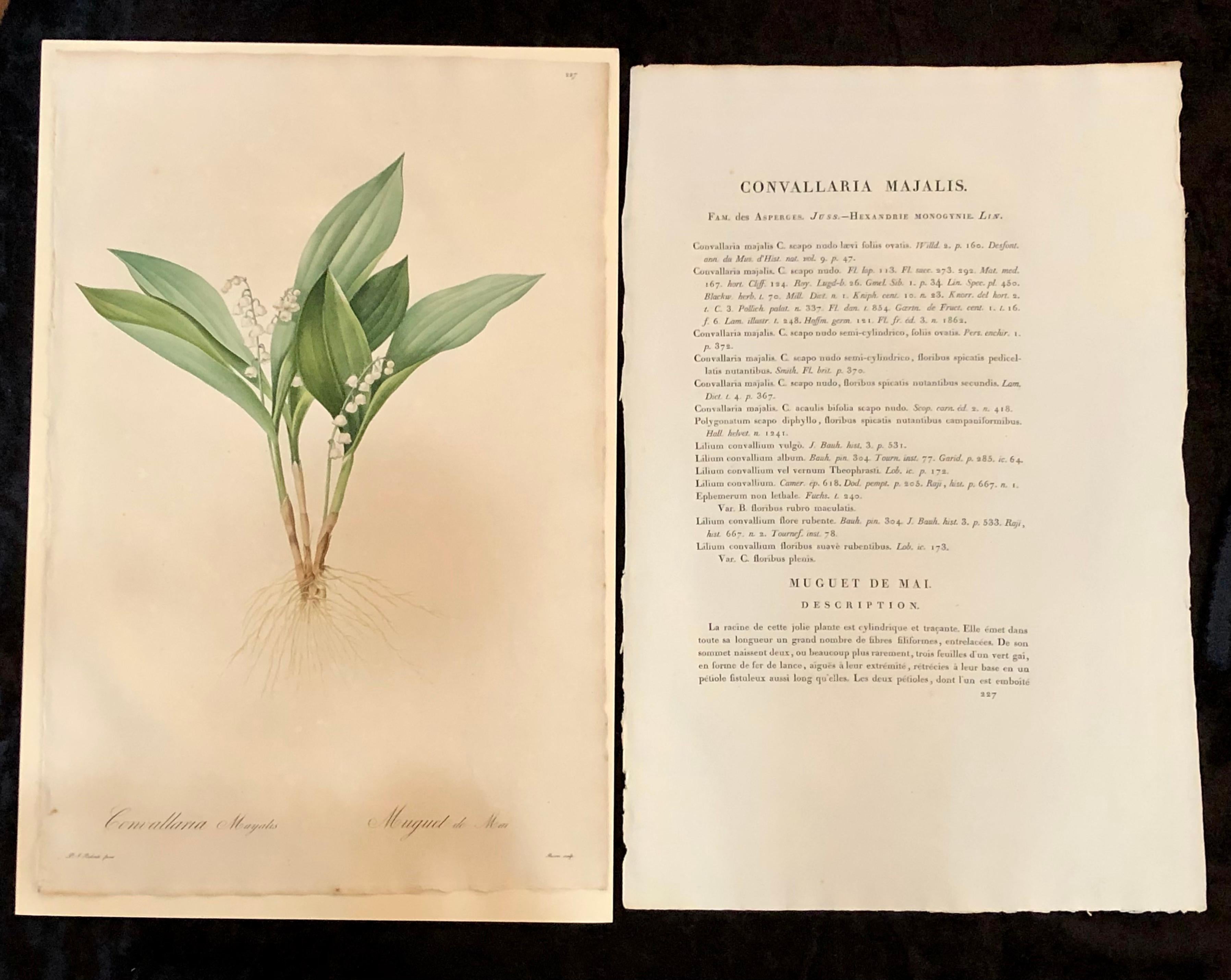 Minimalist Convallaria Majalis Print Hand Colored Engraving Signed P.J. Redoute For Sale
