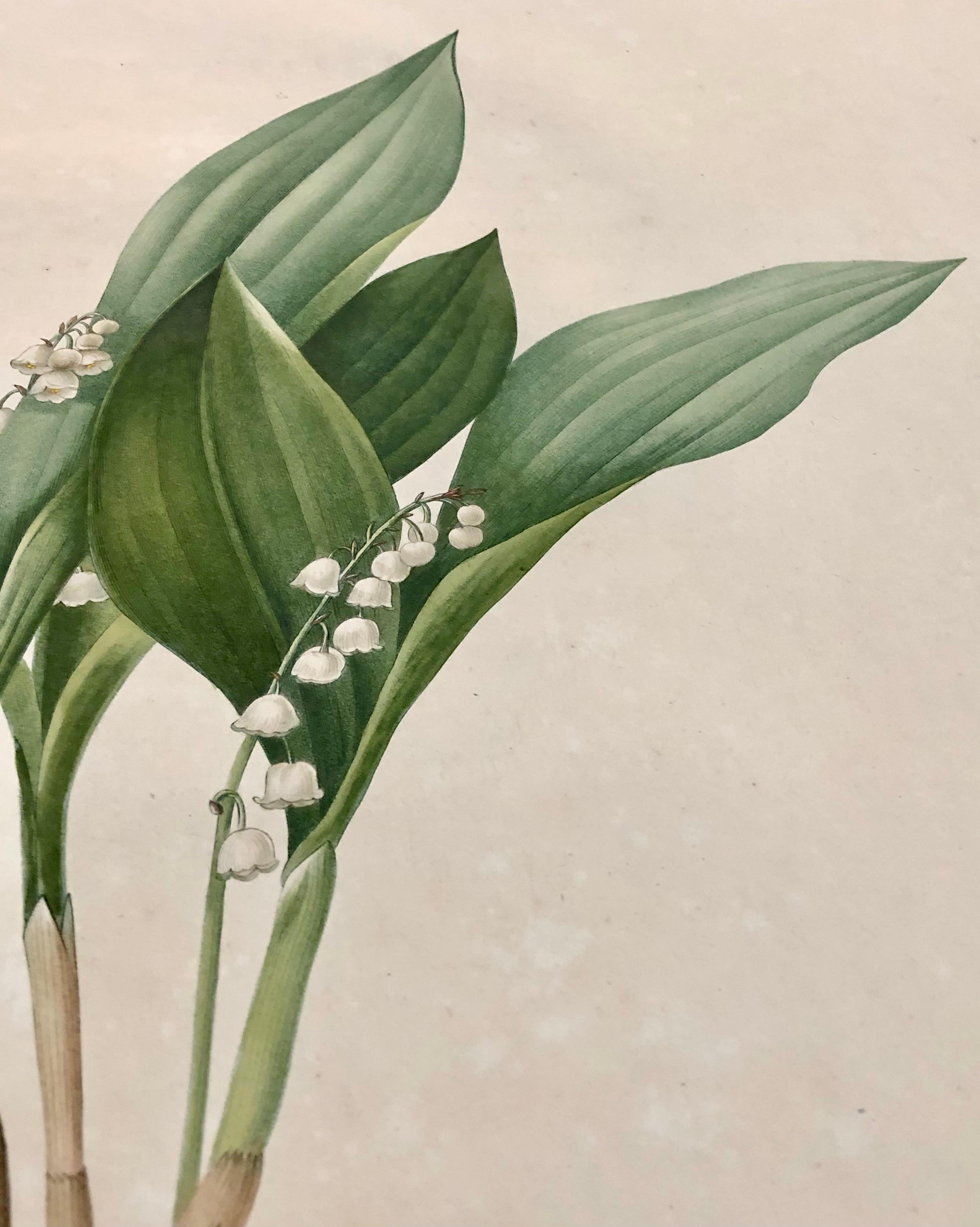 Hand-Painted Convallaria Majalis Print Hand Colored Engraving Signed P.J. Redoute For Sale