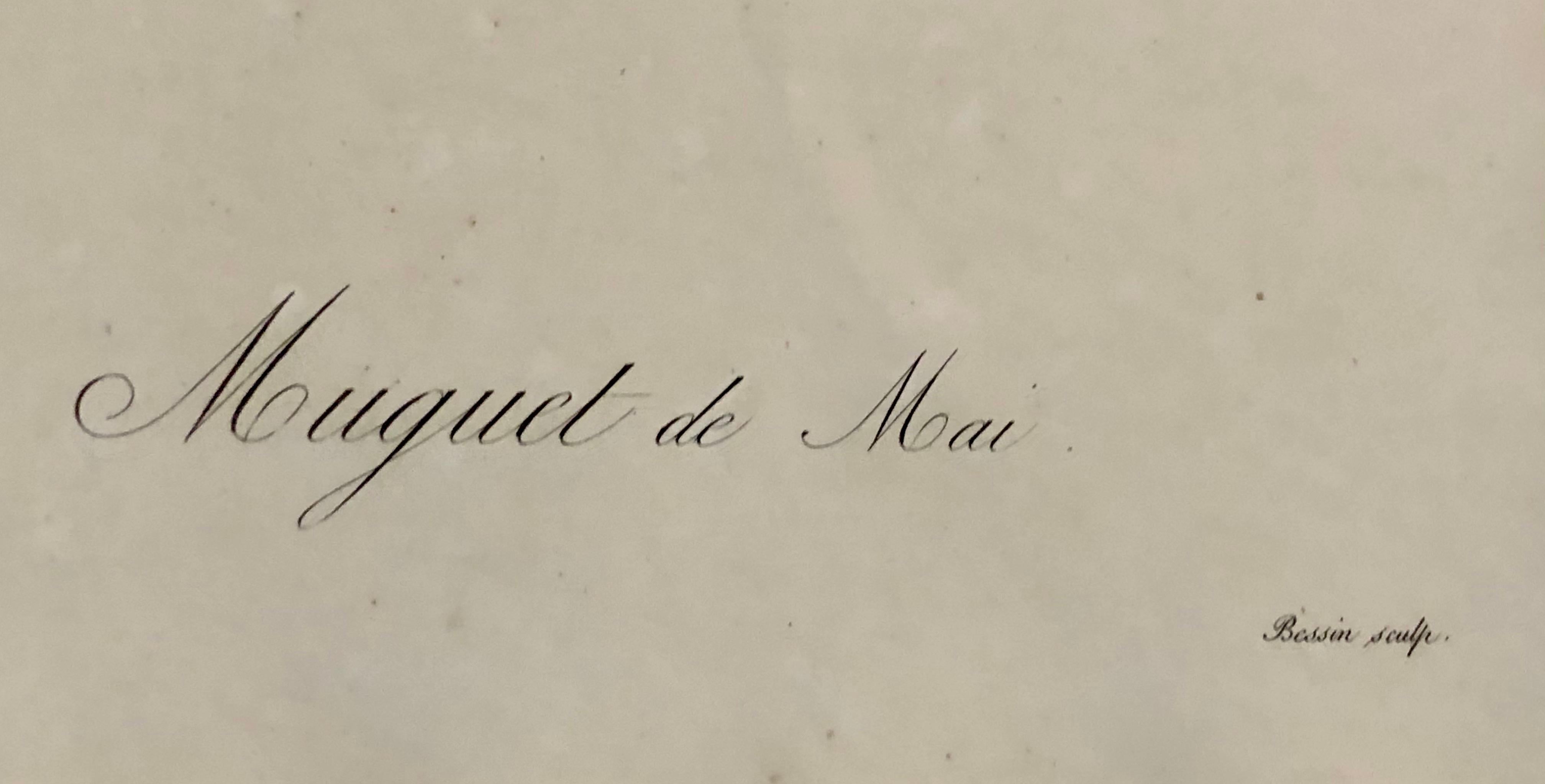 Convallaria Majalis Druck Handkolorierte Gravur Signiert P.J. Redoute (19. Jahrhundert) im Angebot