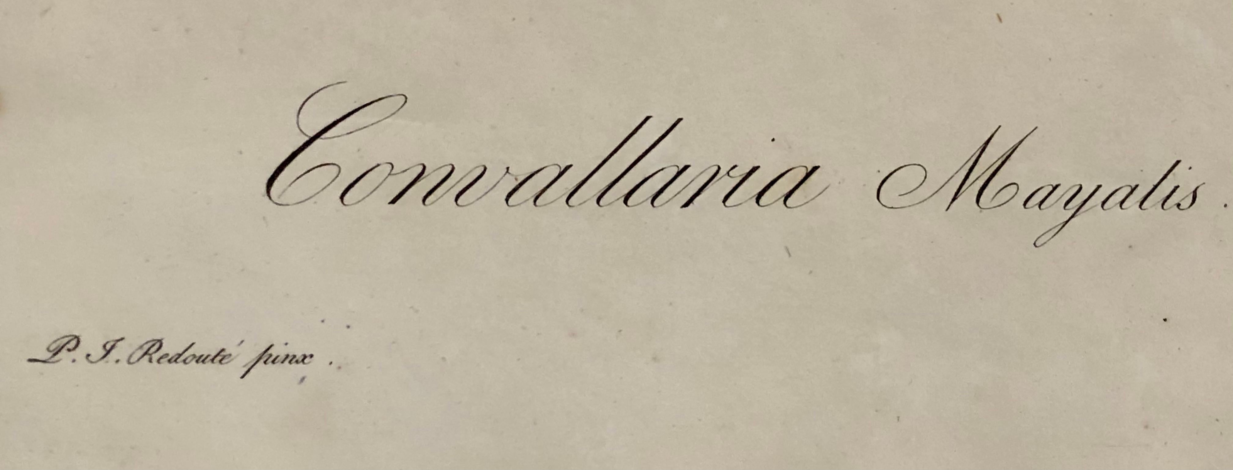 Gravure colorée à la main Convallaria Majalis signée P.J. Redoute en vente 1