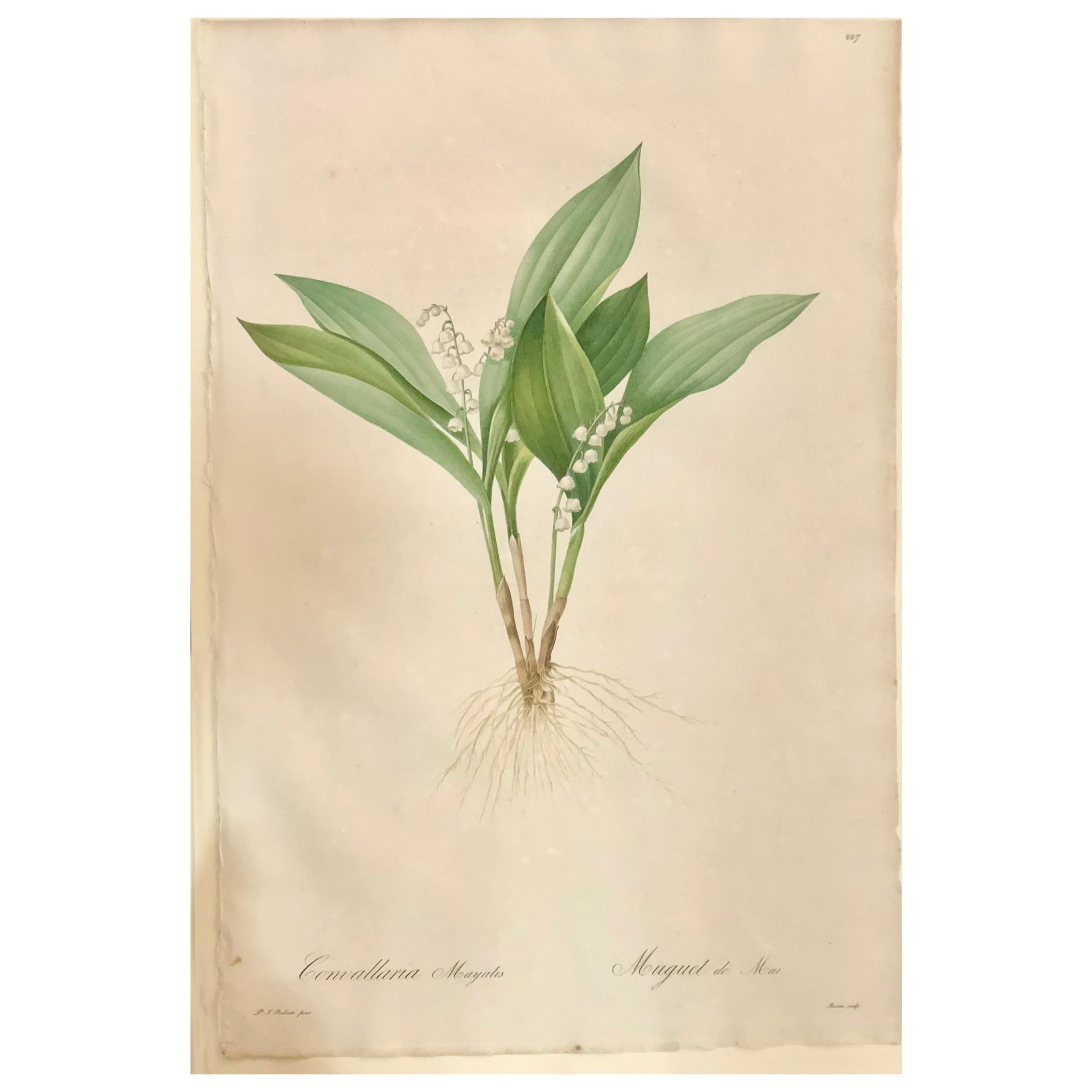 Convallaria Majalis Print Hand Colored Engraving Signed P.J. Redoute For Sale