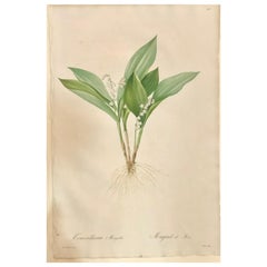 Gravure colorée à la main Convallaria Majalis signée P.J. Redoute