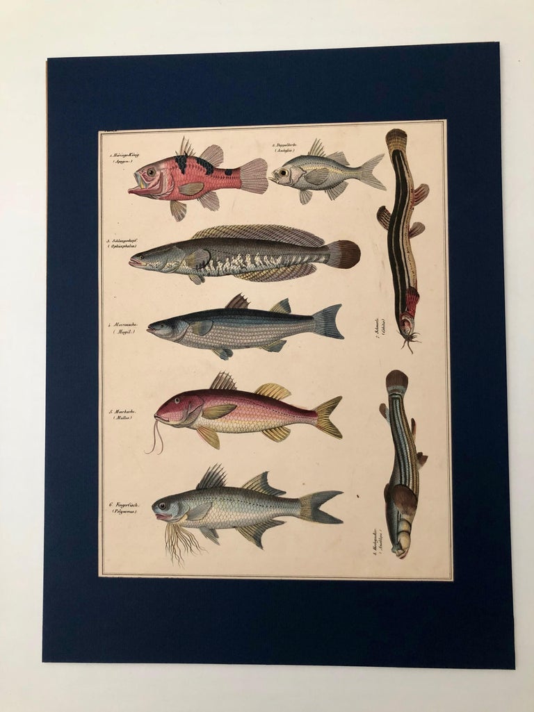 Convolute of 6 Lithographs, Hand Coloured, 1843 Lorenz Oken, Natural