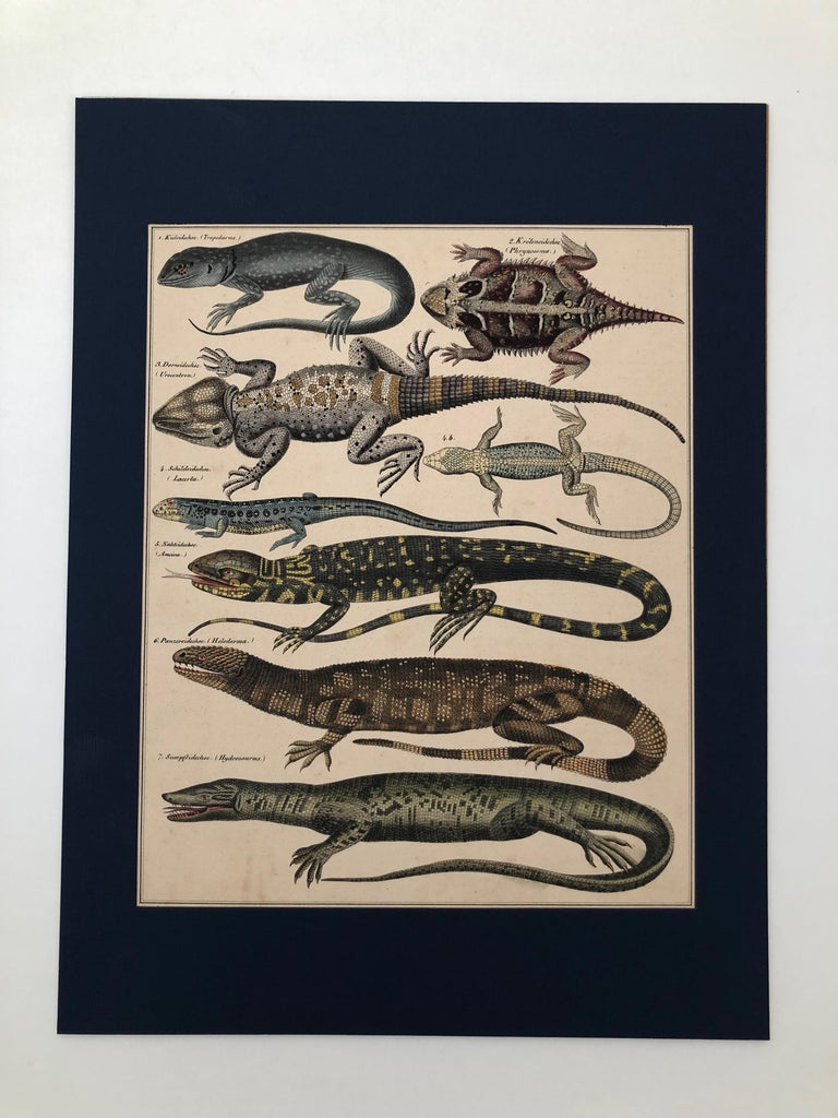 Convolute of 6 Lithographs, Hand Coloured, 1843 Lorenz Oken, Natural