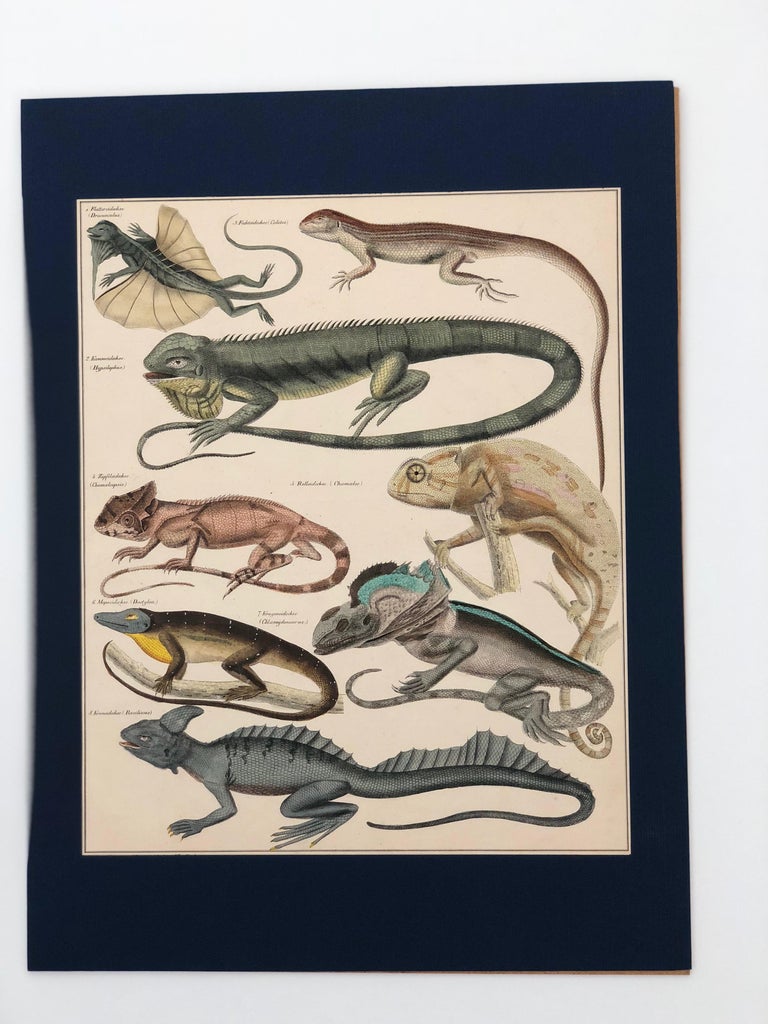 Convolute of 6 Lithographs, Hand Coloured, 1843 Lorenz Oken, Natural