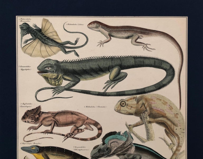 Convolute of 6 Lithographs, Hand Coloured, 1843 Lorenz Oken, Natural