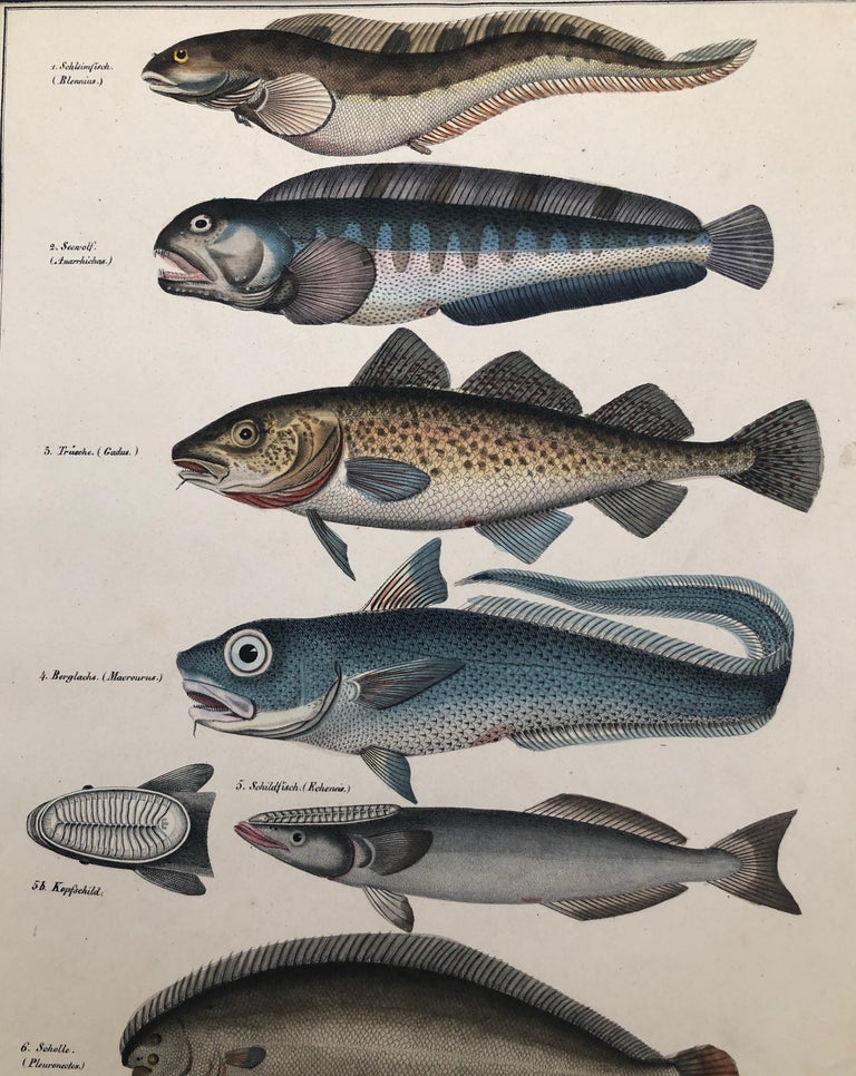 Convolute of 6 Lithographs, Hand Coloured, 1843 Lorenz Oken, Natural