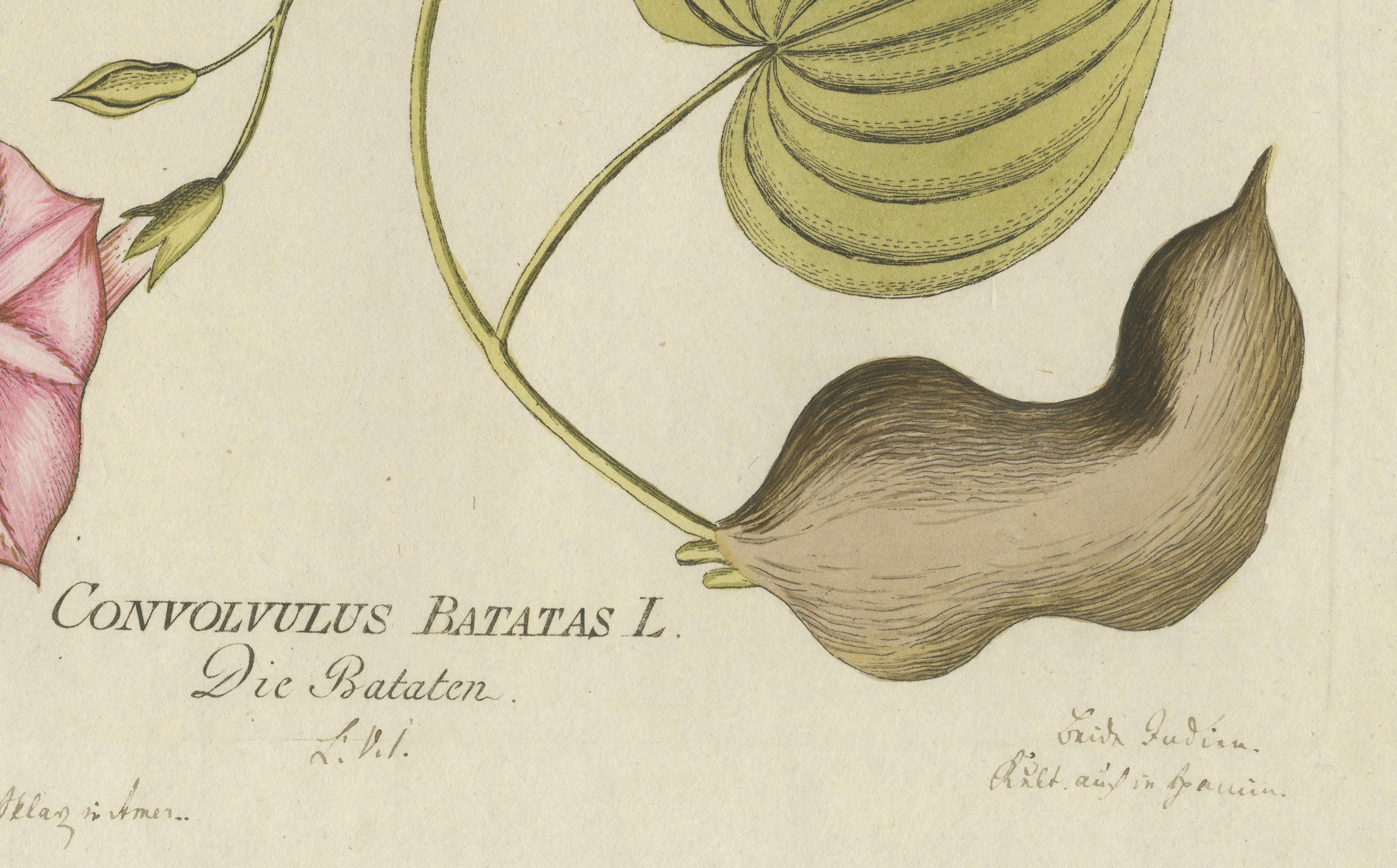 Convolvulus Batatas botanische Gravur - Icones Plantarum Medicinalium, 1788 (Graviert) im Angebot