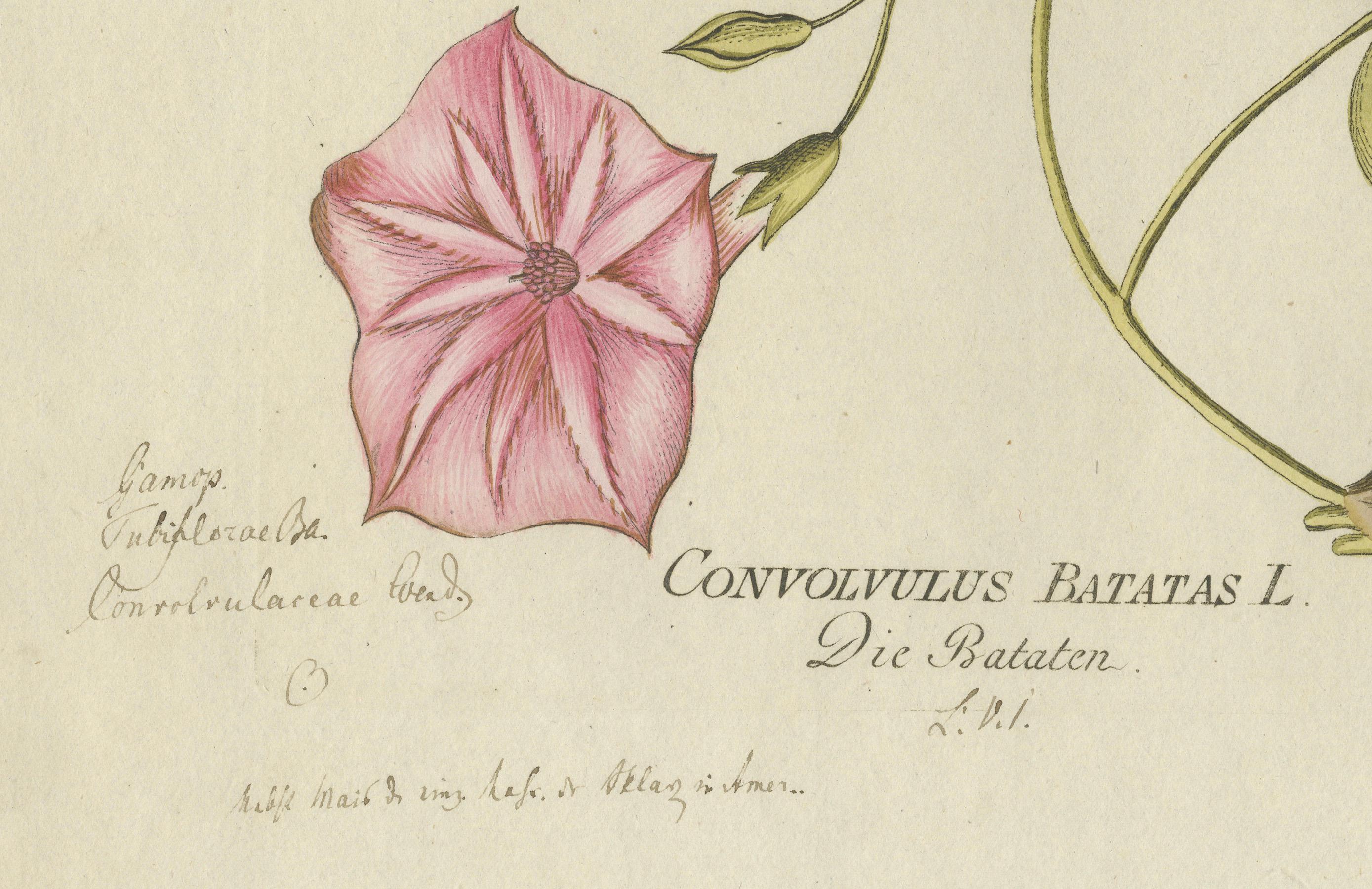 Convolvulus Batatas botanische Gravur - Icones Plantarum Medicinalium, 1788 im Zustand „Gut“ im Angebot in Langweer, NL
