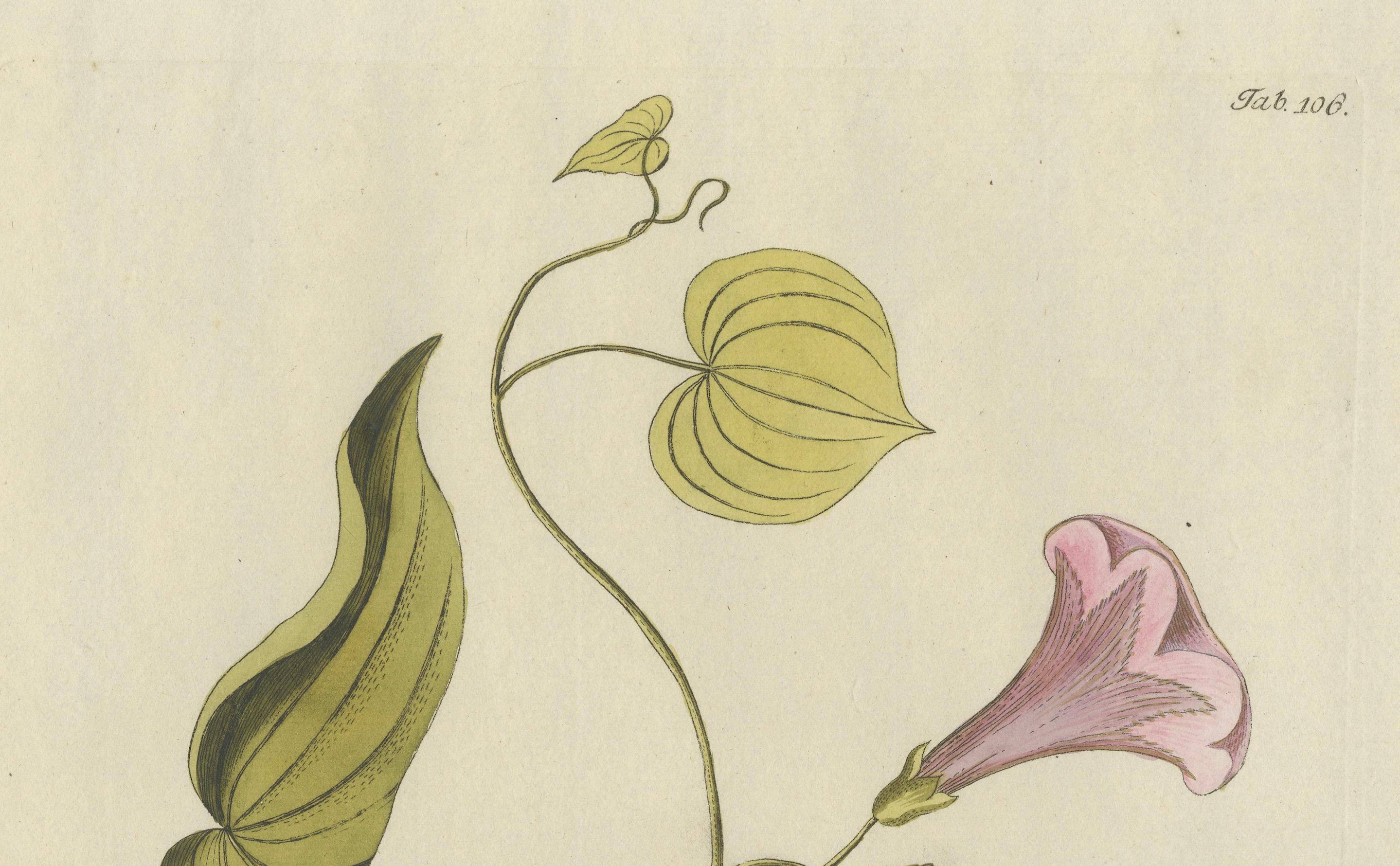 Convolvulus Batatas botanische Gravur - Icones Plantarum Medicinalium, 1788 (Spätes 18. Jahrhundert) im Angebot