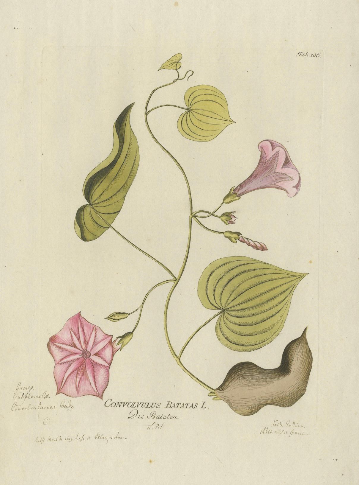 Convolvulus Batatas botanische Gravur - Icones Plantarum Medicinalium, 1788 (Papier) im Angebot