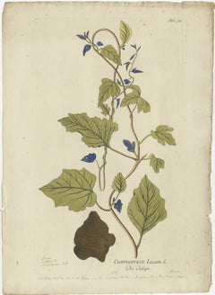 Convolvulus Jalapa Botanical Engraving - Icones Plantarum Medicinalium, 1788