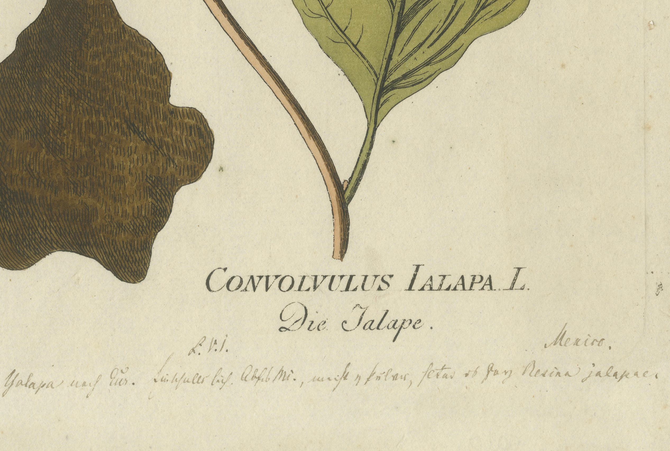 Convolvulus Jalapa botanische Gravur - Icones Plantarum Medicinalium, 1788 (Graviert) im Angebot