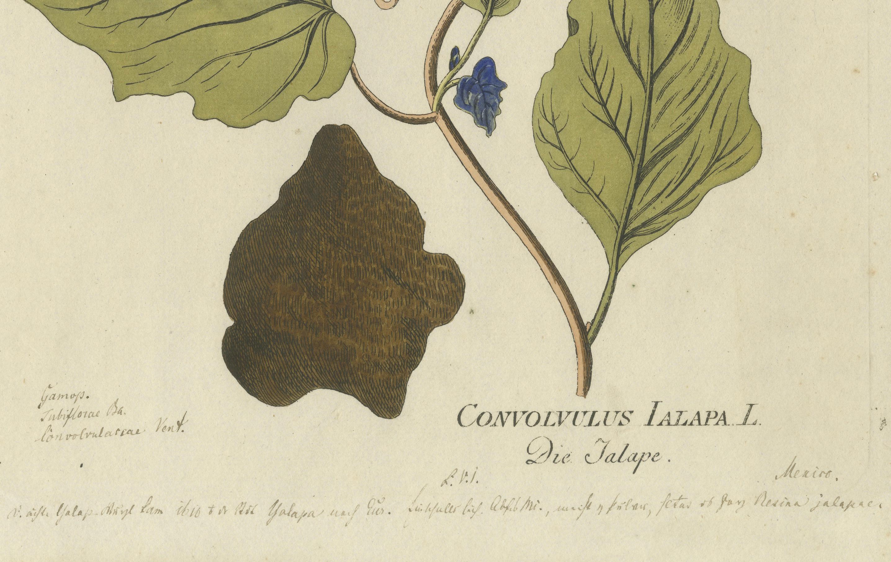 Convolvulus Jalapa botanische Gravur - Icones Plantarum Medicinalium, 1788 im Zustand „Gut“ im Angebot in Langweer, NL