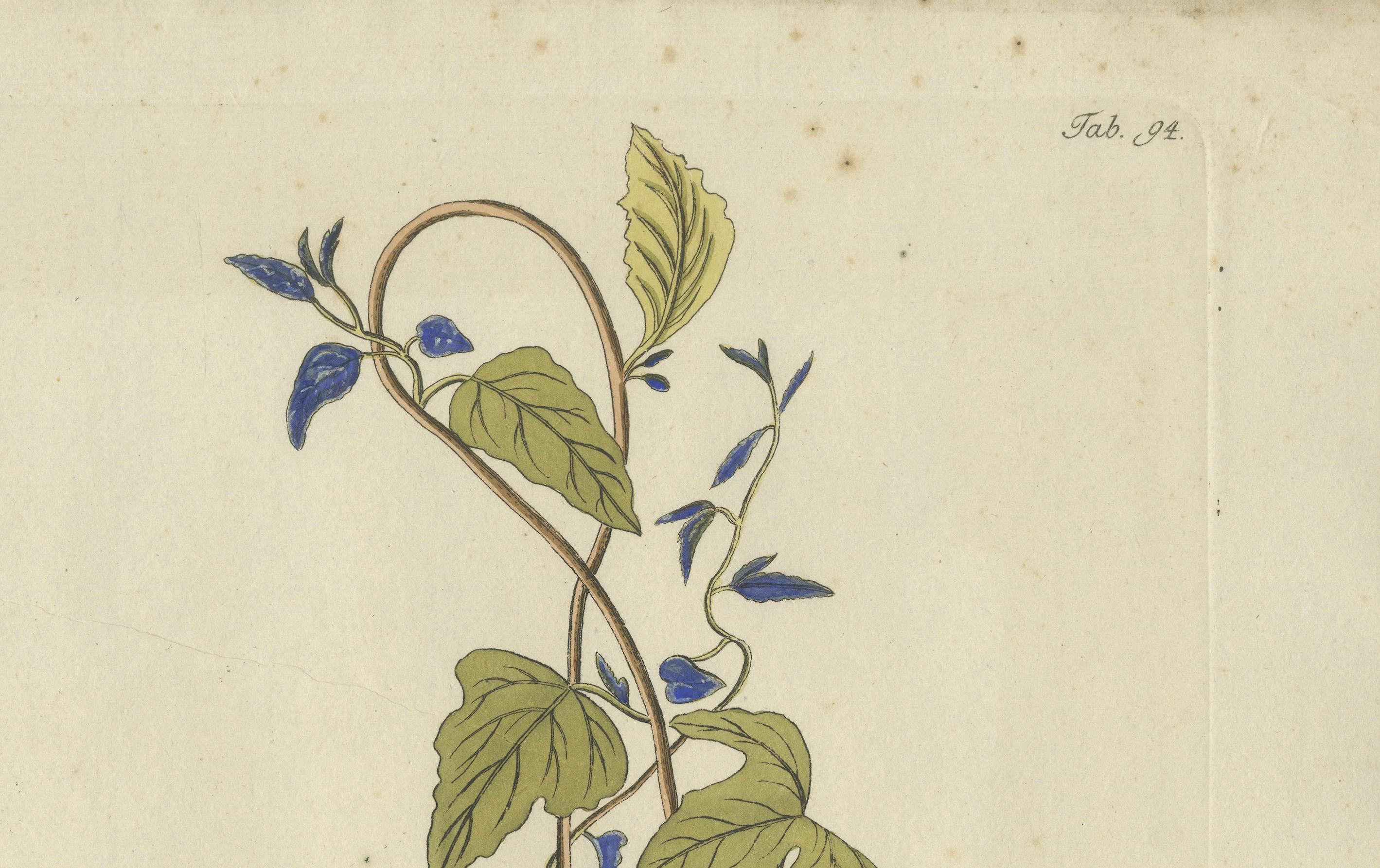 Convolvulus Jalapa botanische Gravur - Icones Plantarum Medicinalium, 1788 (Spätes 18. Jahrhundert) im Angebot