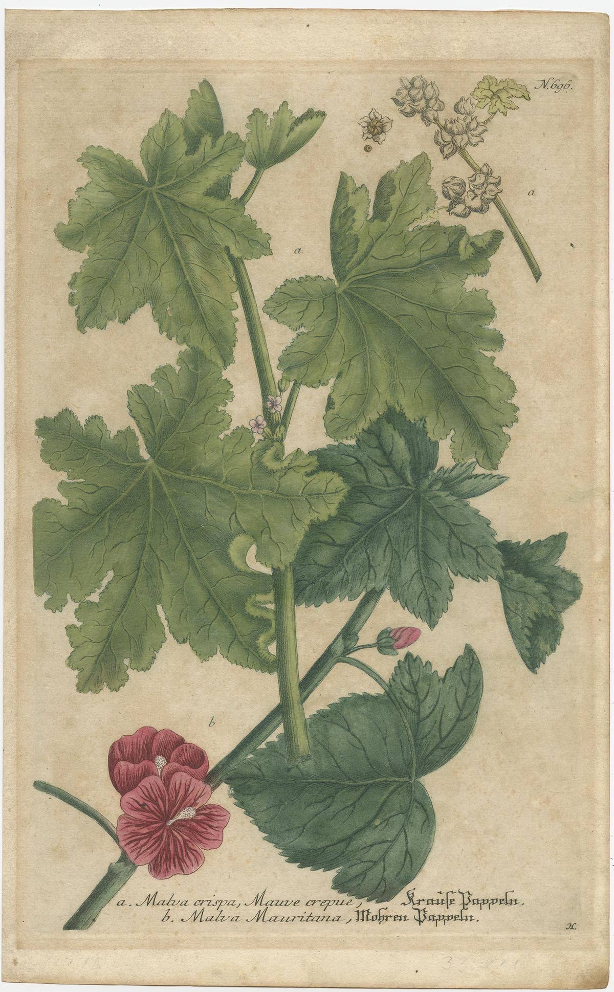 Copper Engraving of Cluster Mallow and Malva Sylvestris Flowers, 1737