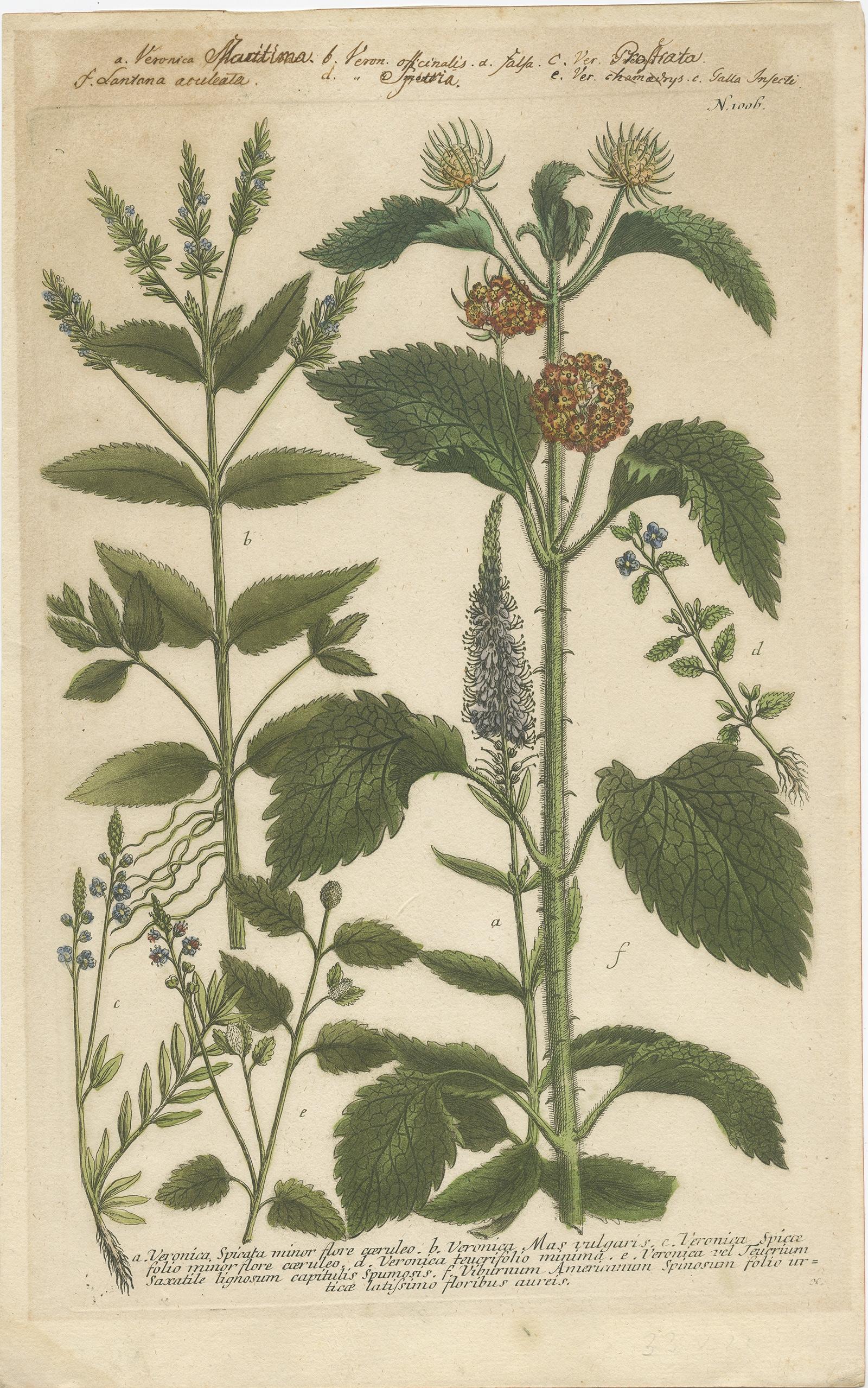 Antique botany print titled 'Veronica Spicata minor (..)'. 

Copper engraving of spike speedwell and various other plants. This print originates from 'Phytanthoza Iconographia' by J.W. Weinmann.

Artists and Engravers: Johann Wilhelm Weinmann,