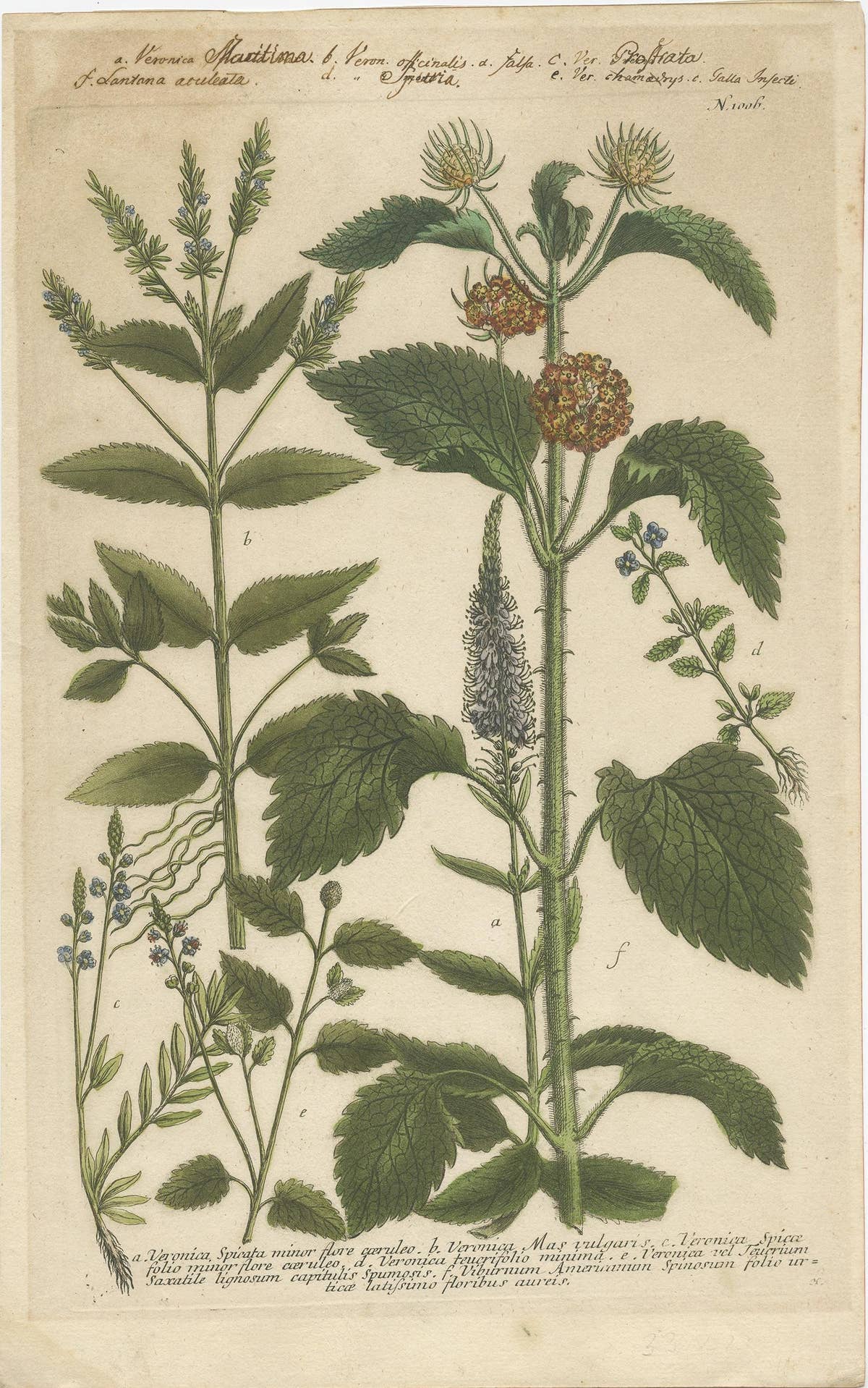 Copper Engraving of Spike Speedwell and Various Other Plants, 1745