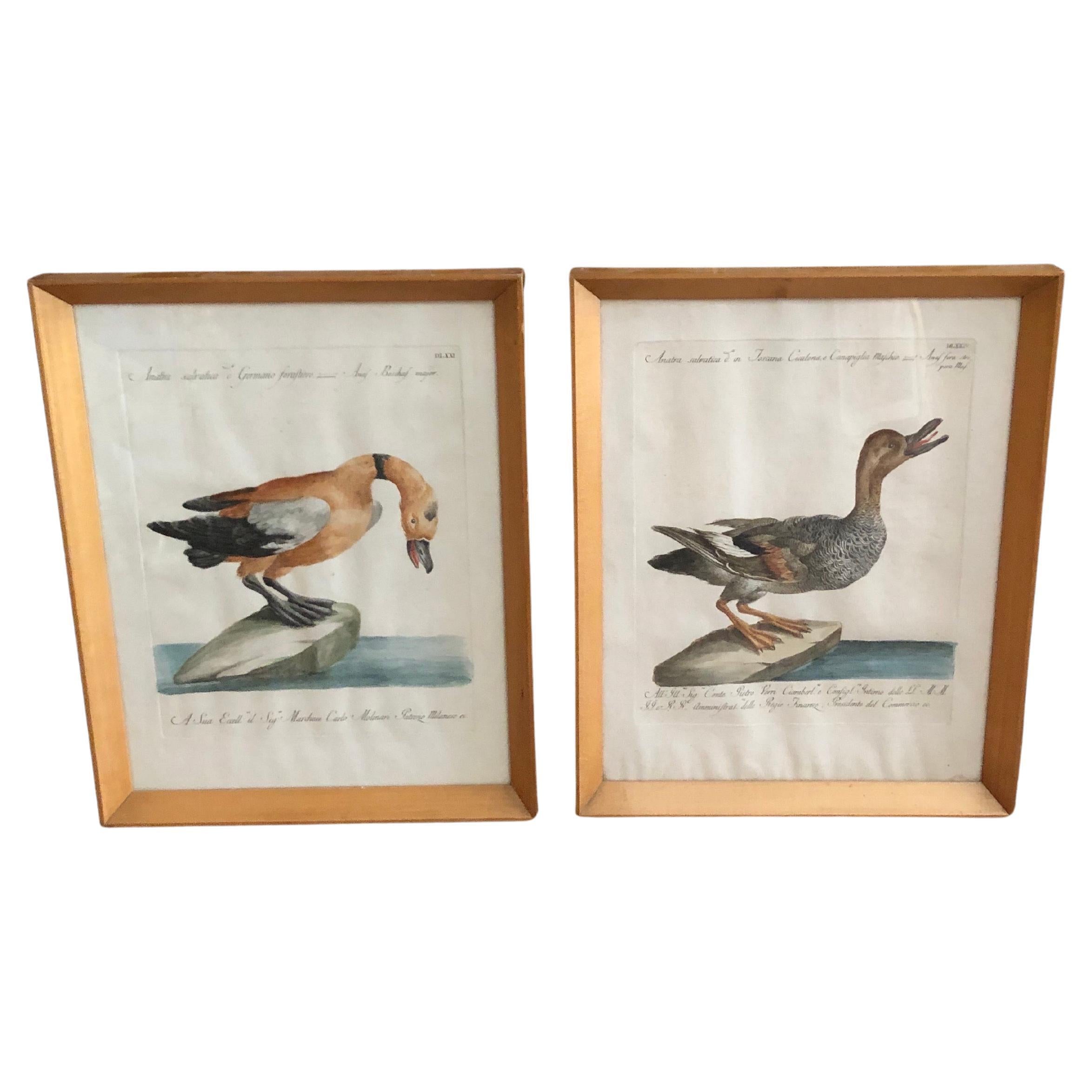 Conjunto de 2 grabados aviares coloreados a mano, italianos, hacia 1770, con figuras de patos silvestres, el ánade real y la cigarra,  extraído de la Historia Natural de las Aves de Saverio Manetti. Están en papel verjurado, en buen estado de